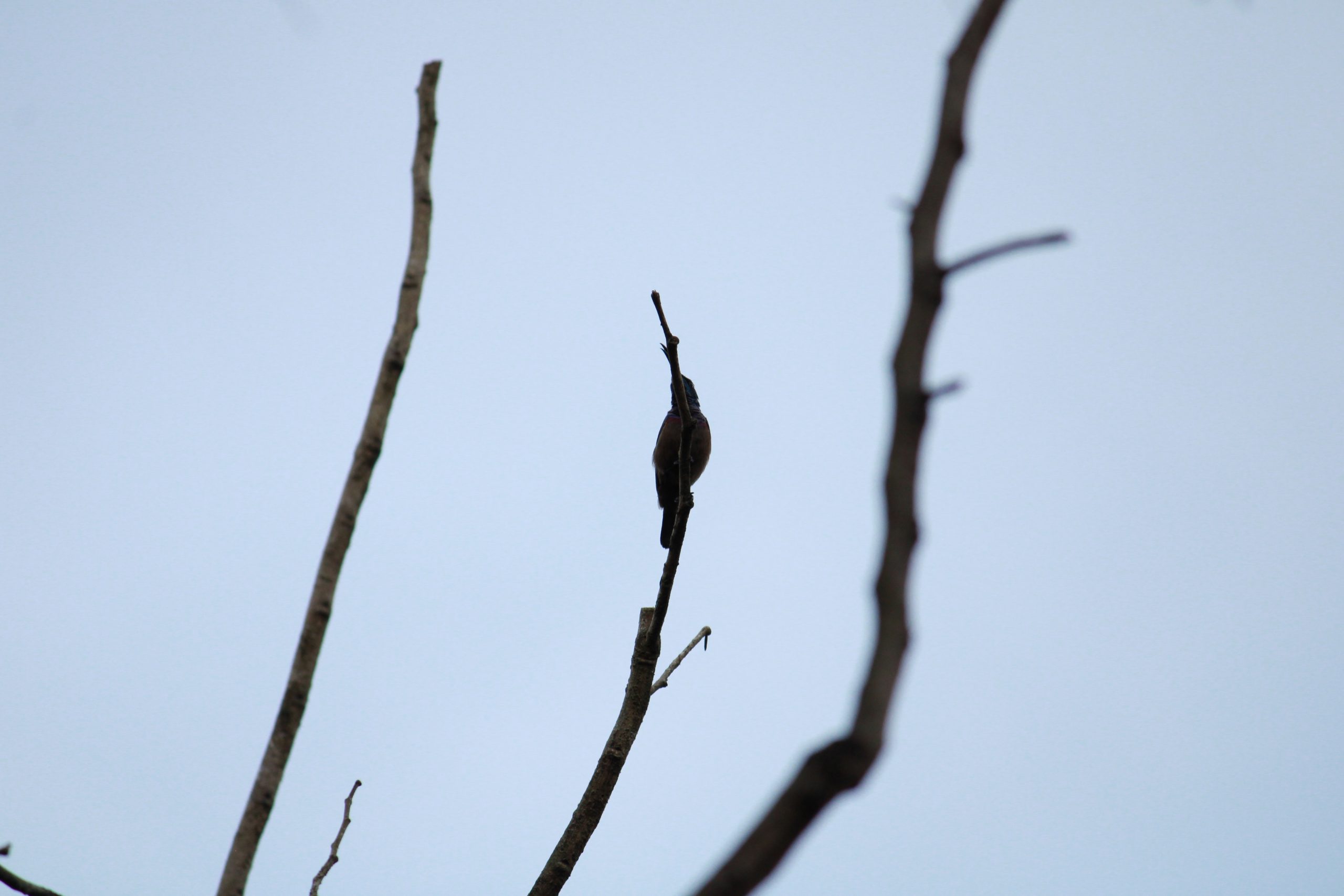 A bird on a twig