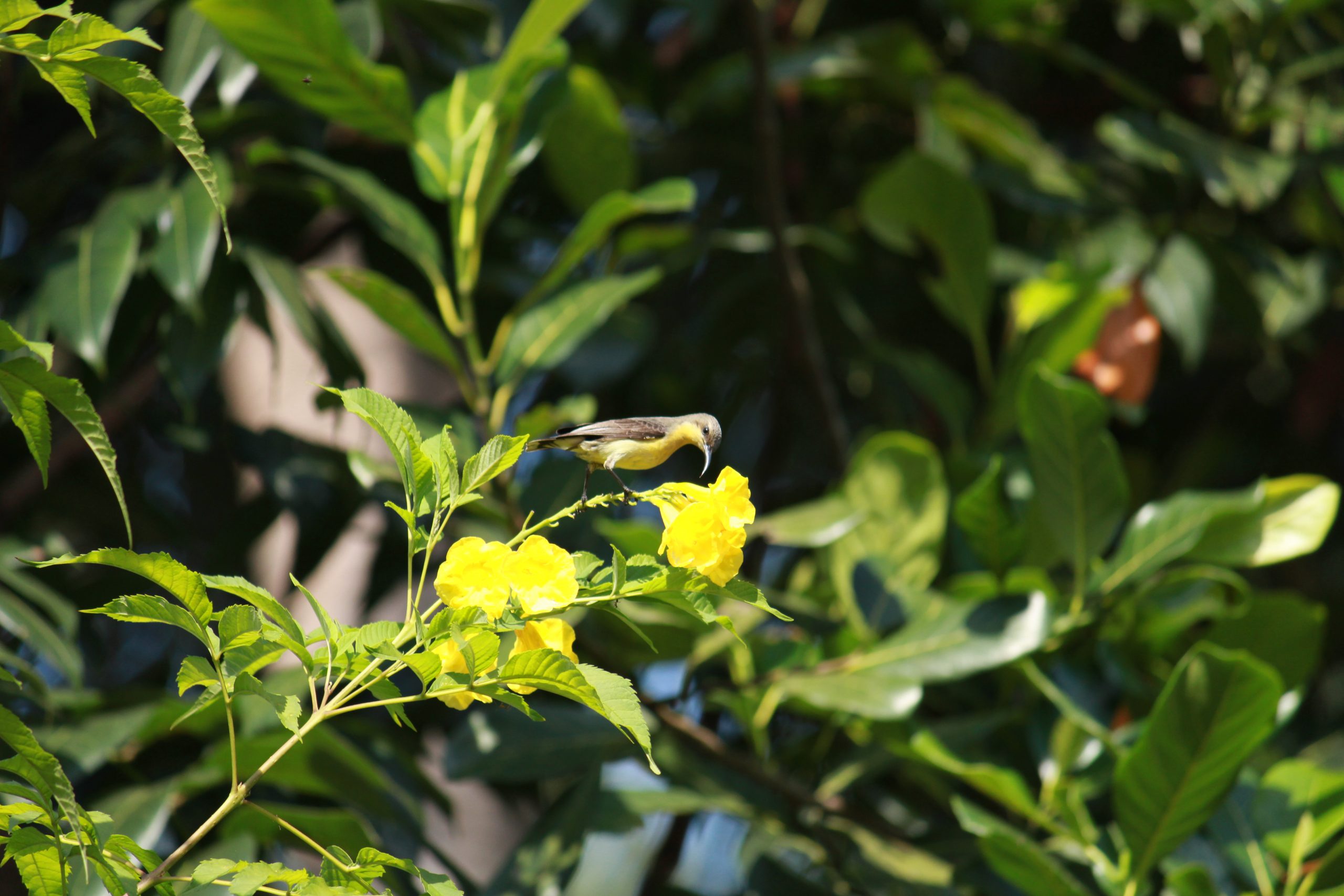 A bird sitting on a flower