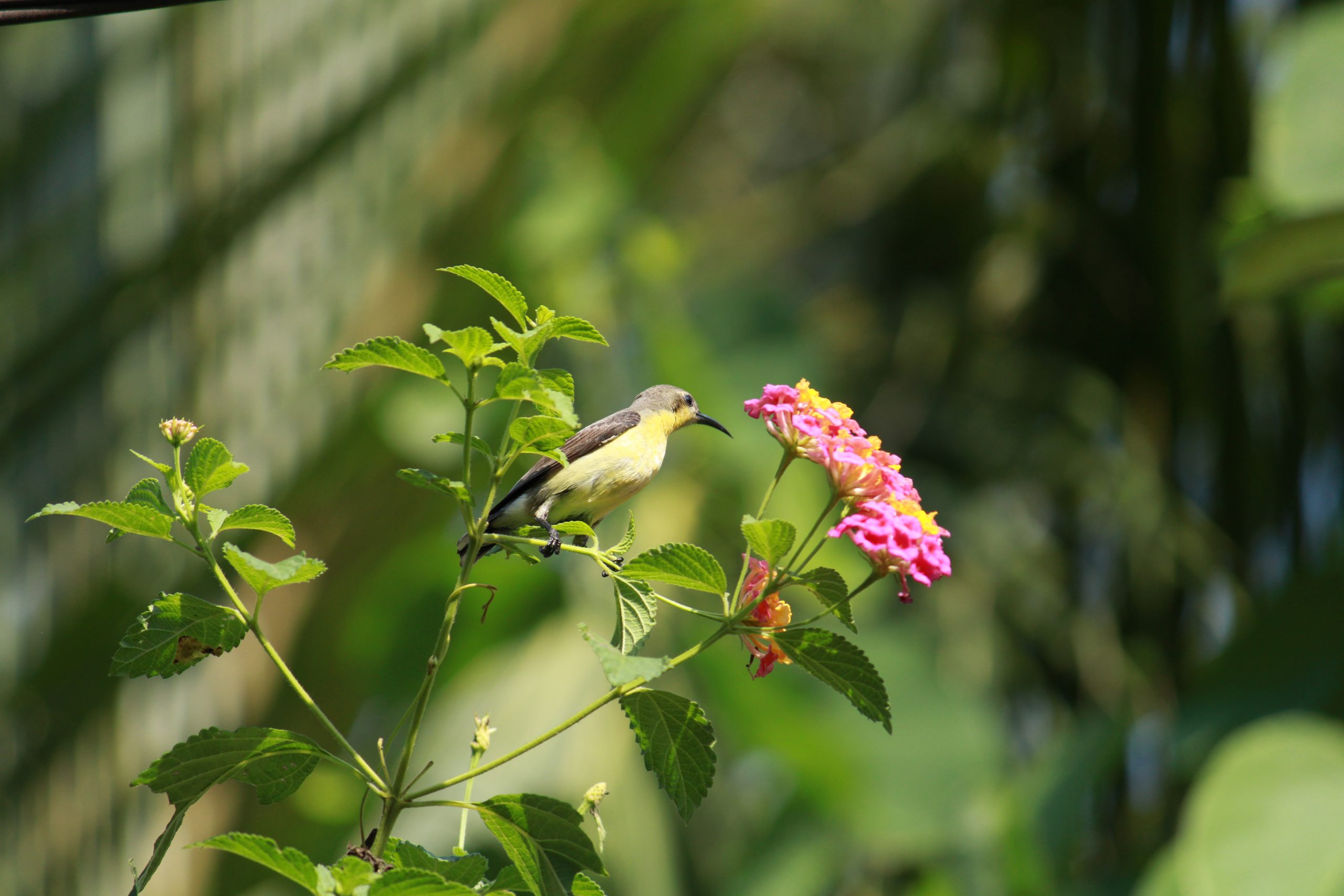 bird on a plant