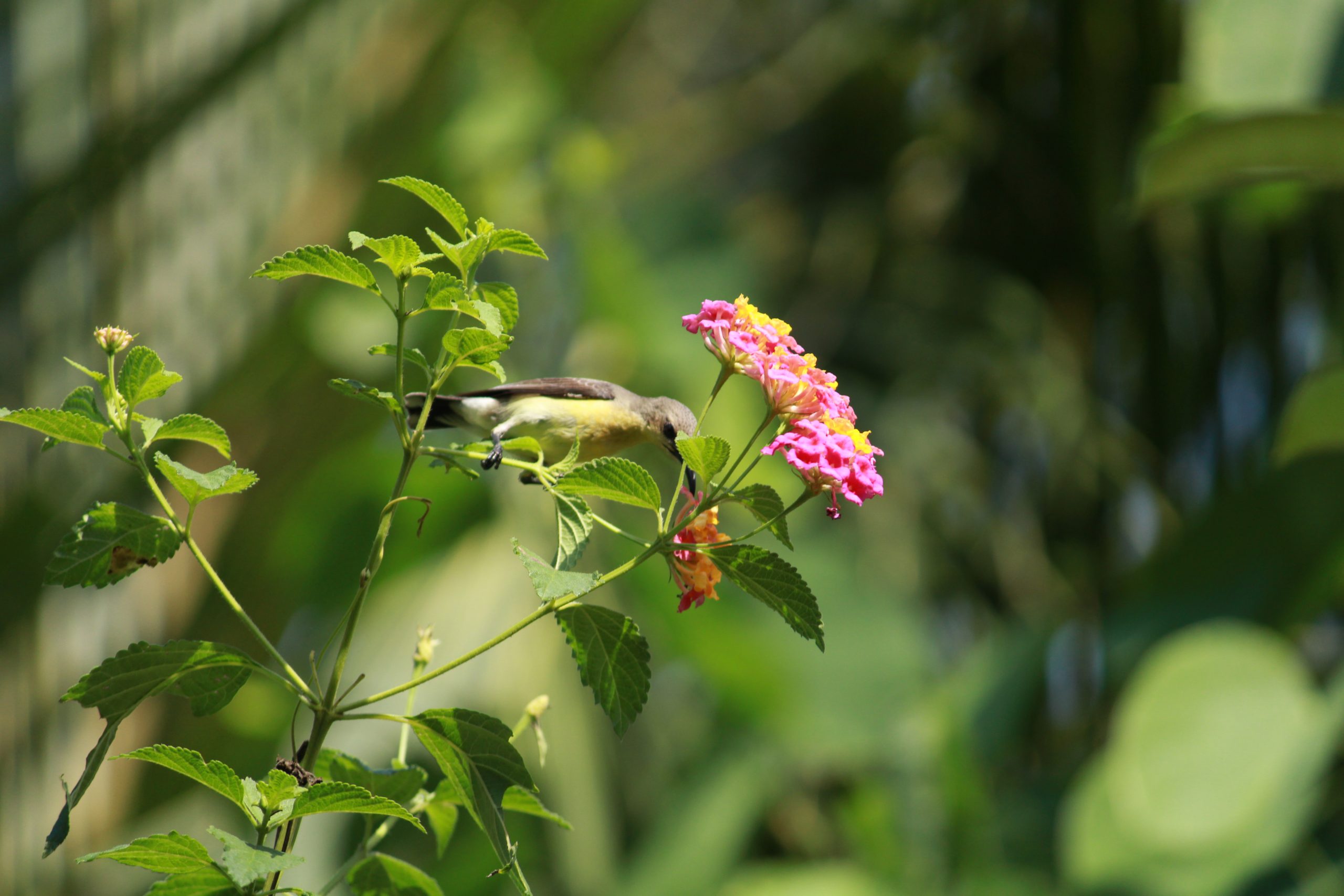 bird on a flower