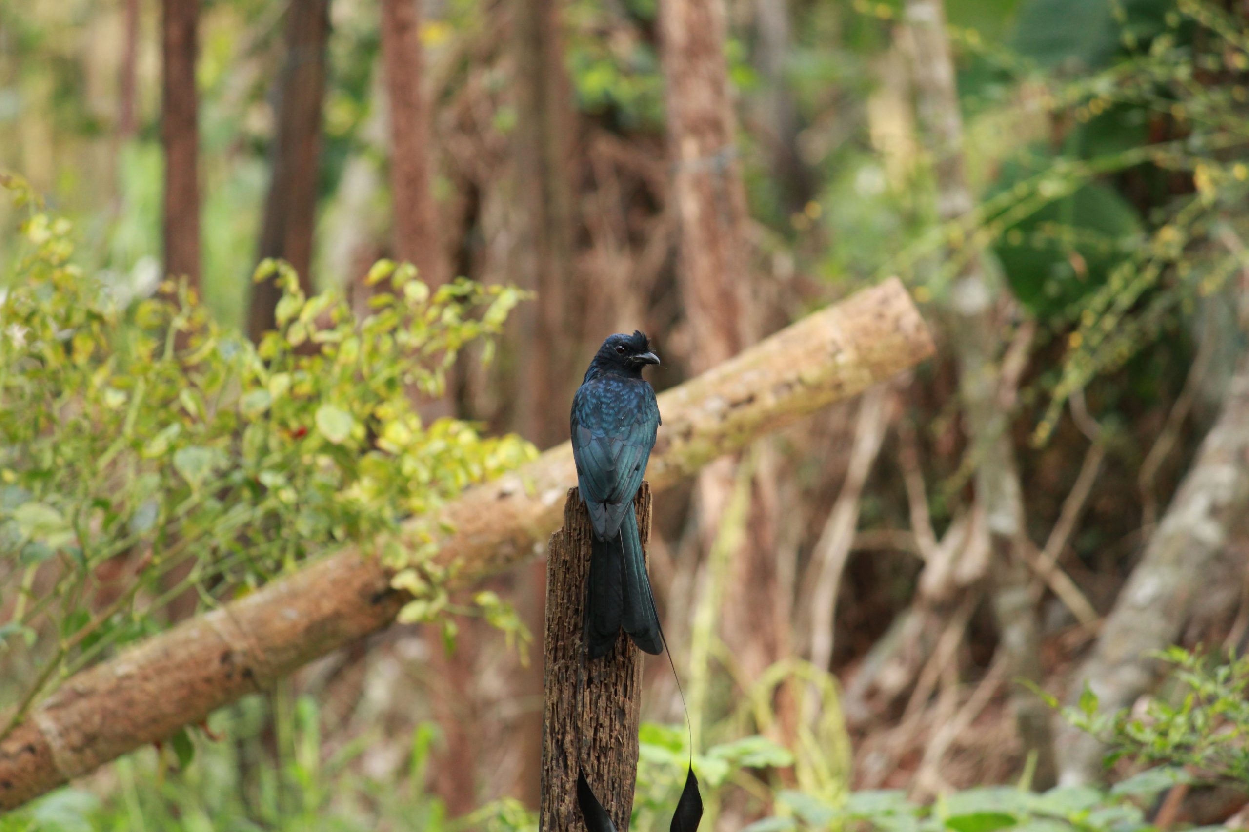 bird on a branch