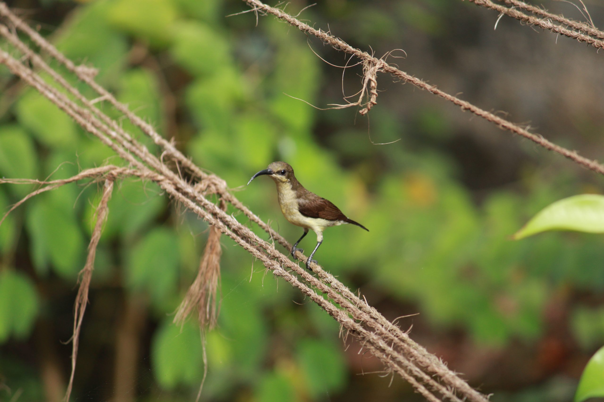 Bird Sitting on rope