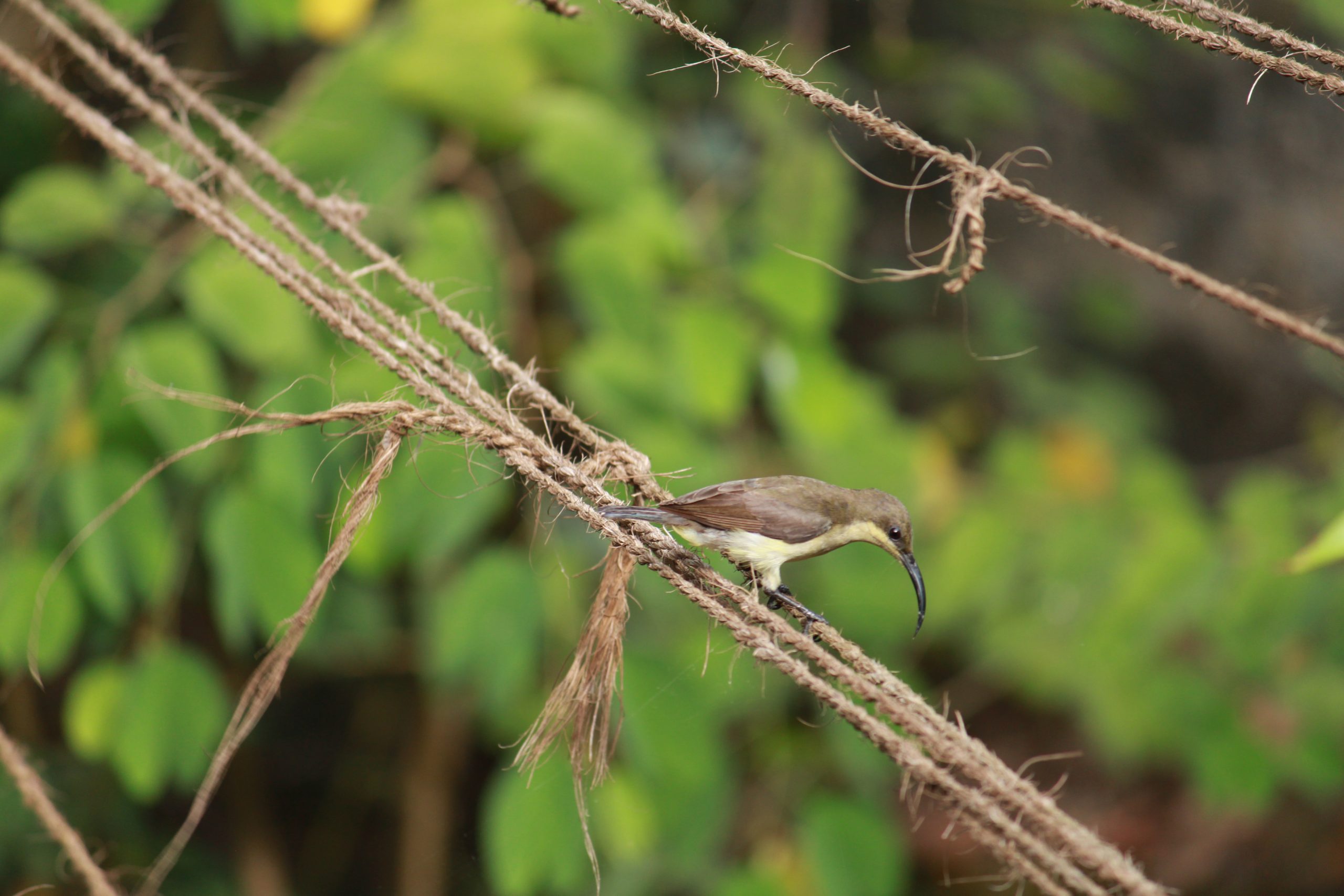 Bird Sitting on rope