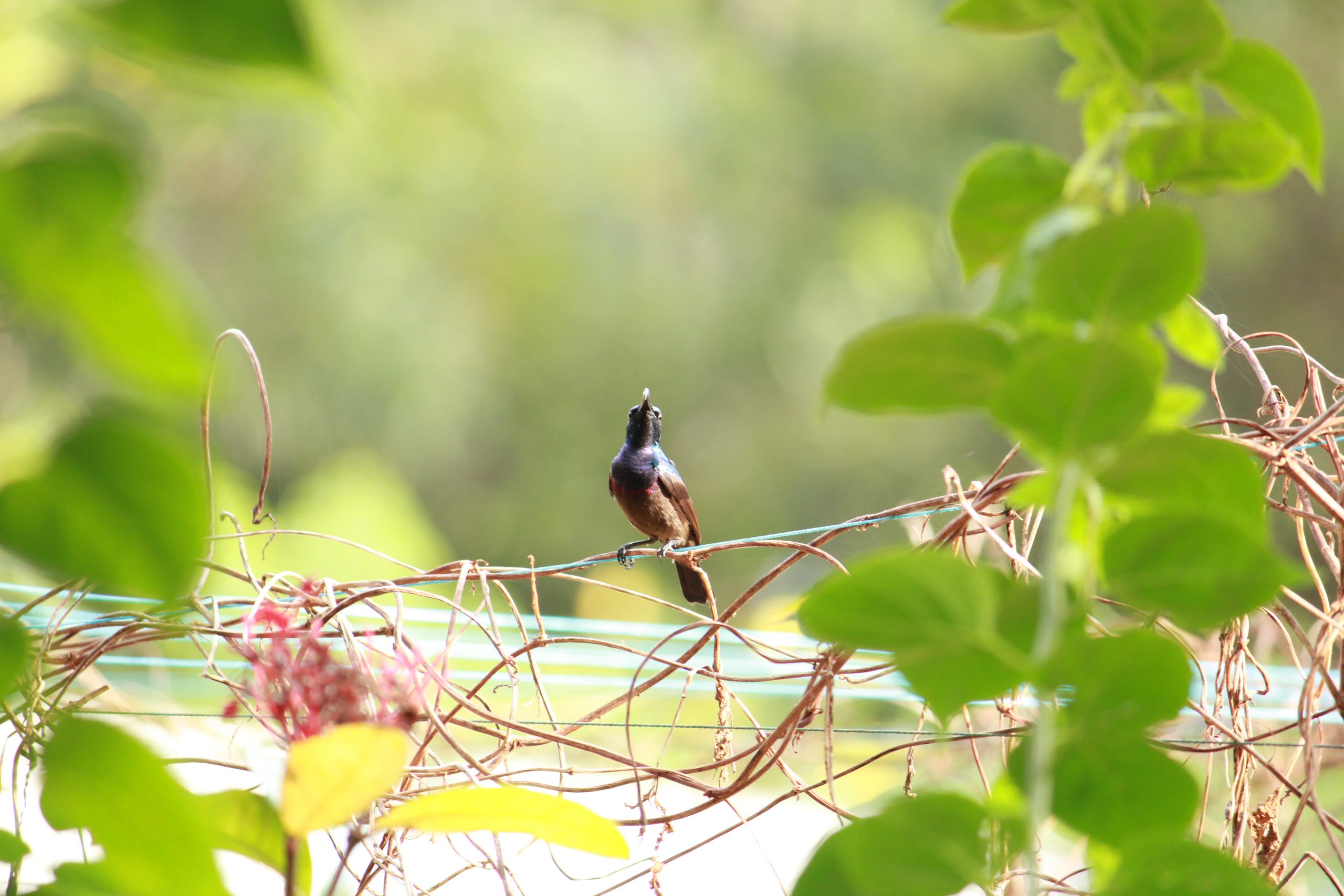 Bird Sitting on rope