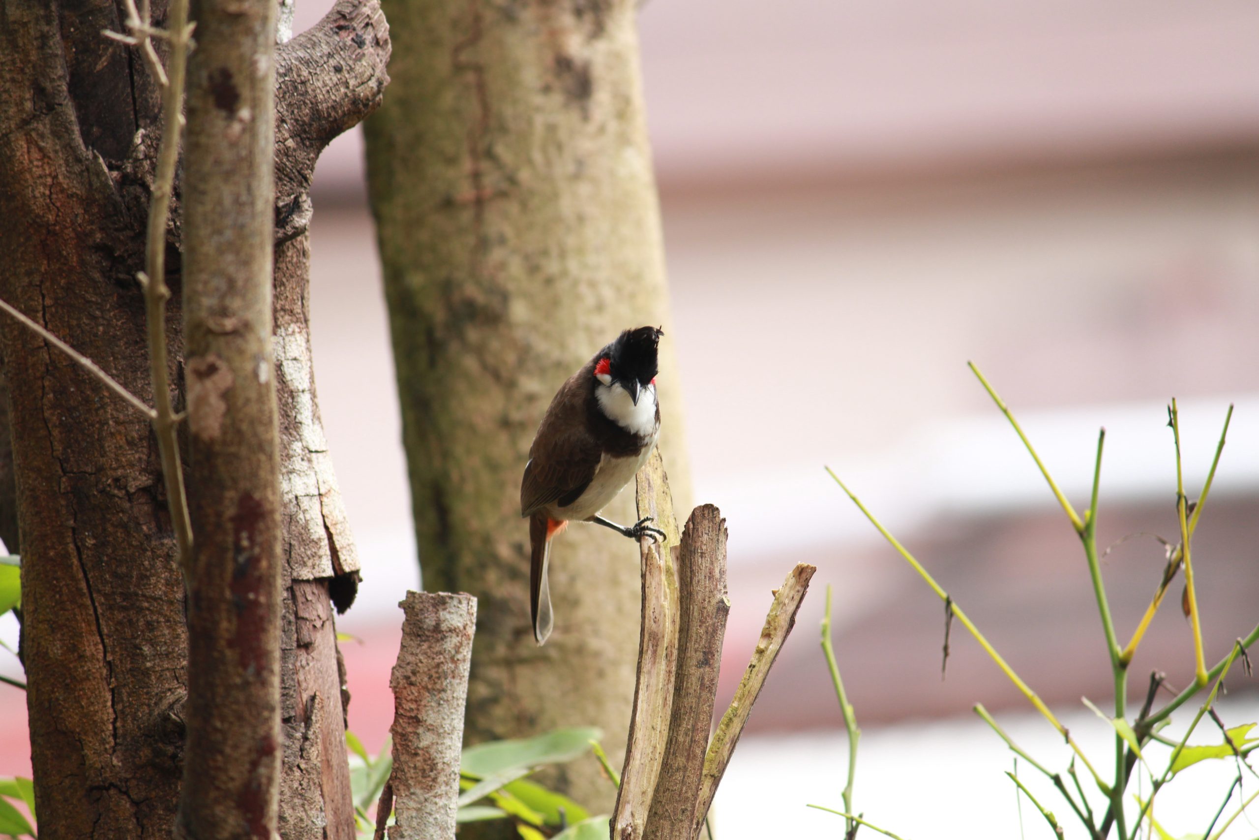 Bird Sitting on tree