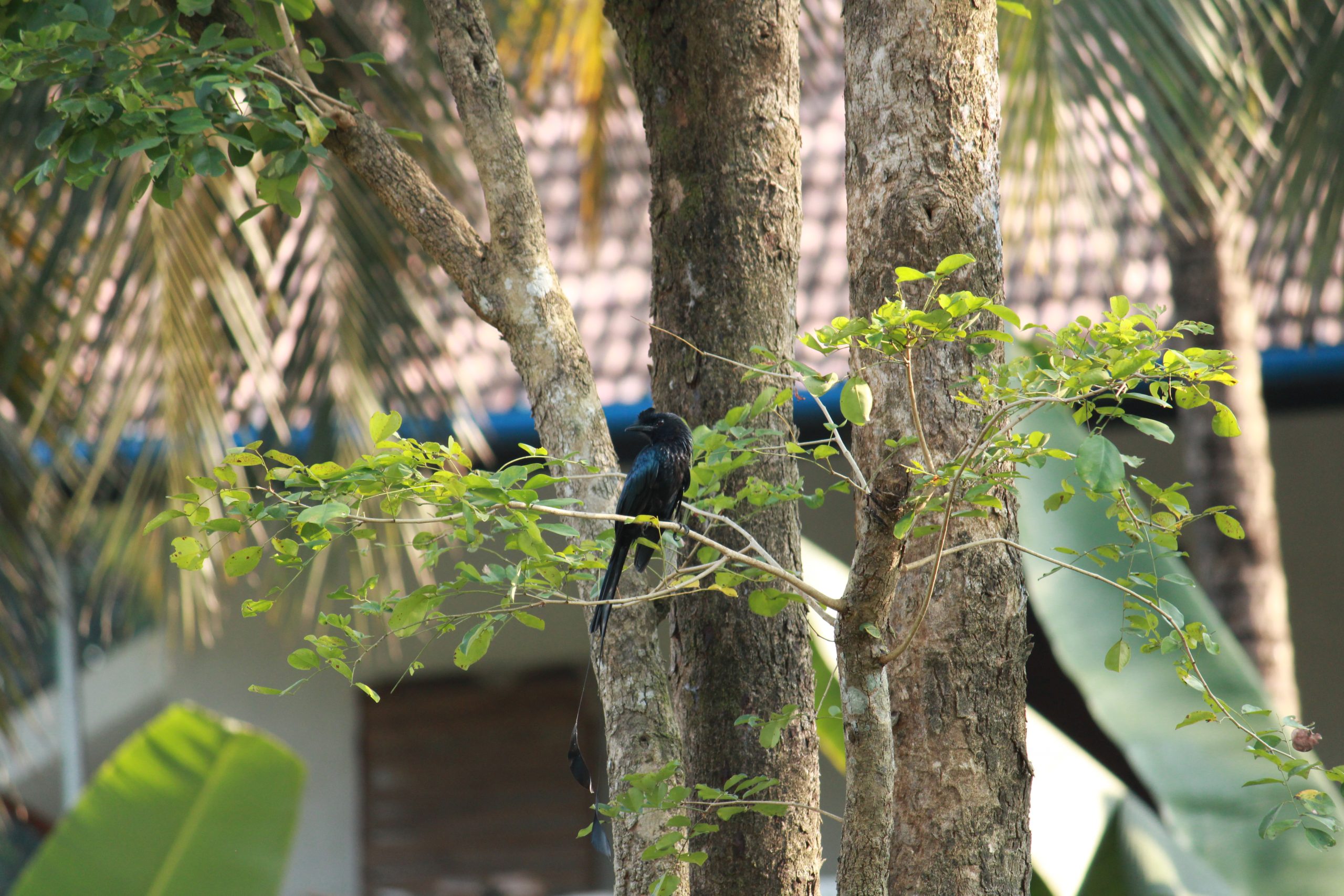 Bird Sitting on tree