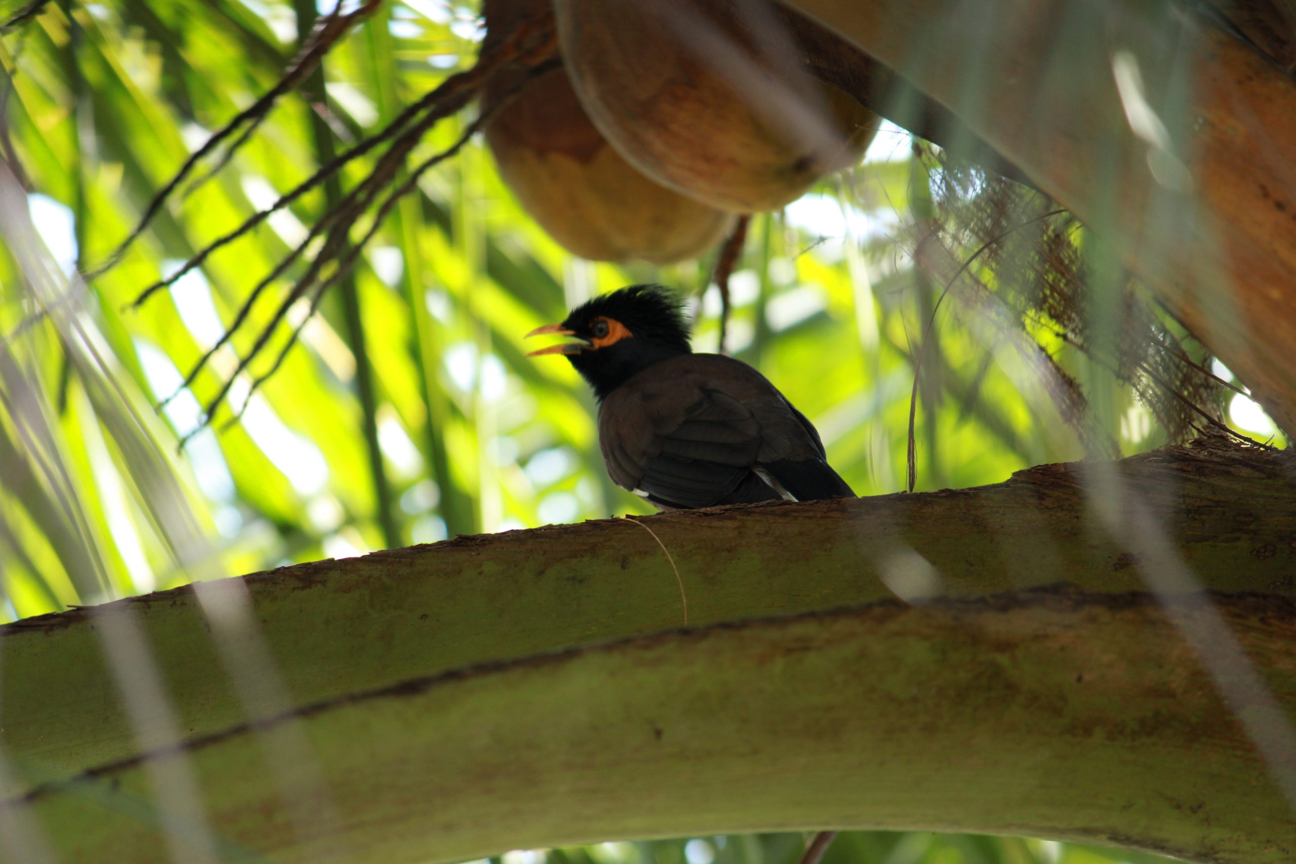 A bird sitting on a tree