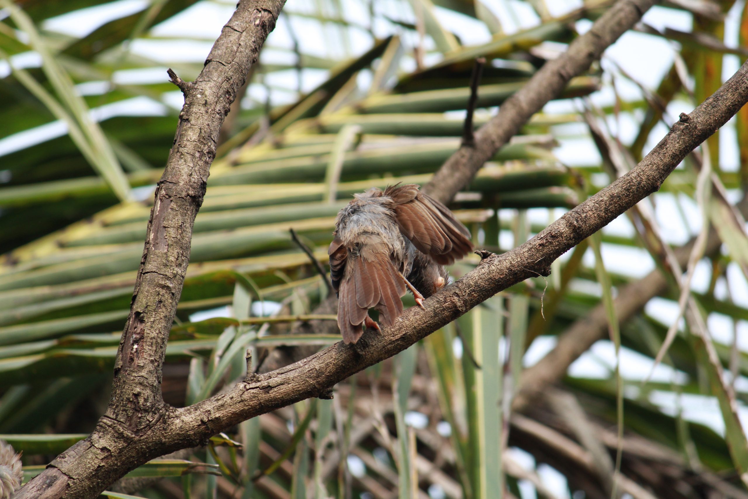 A bird sitting on a tree