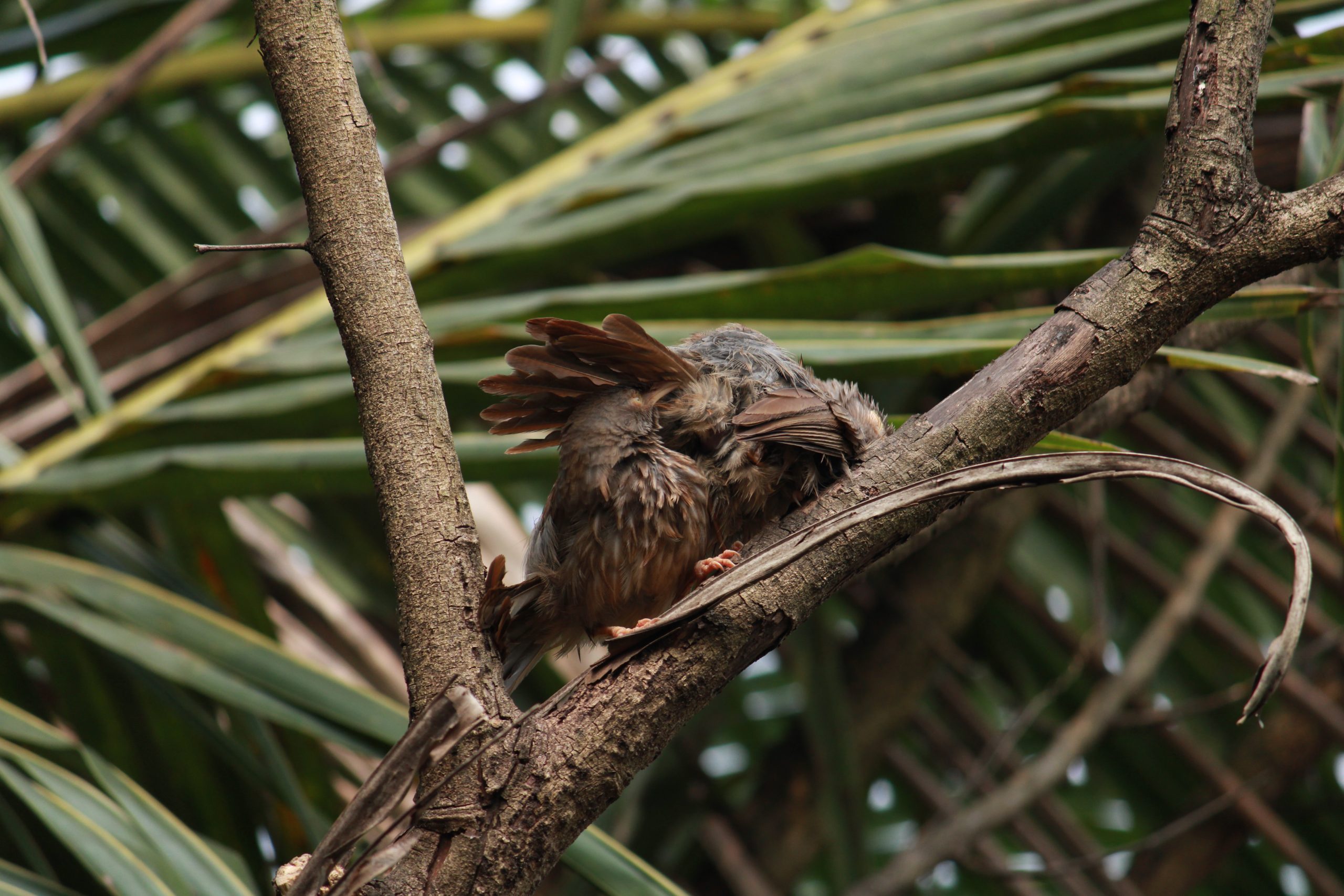 Bird Sitting on tree