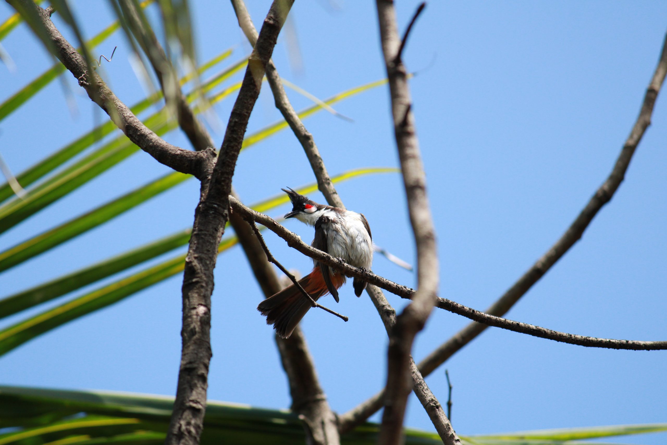 Bird Sitting on tree