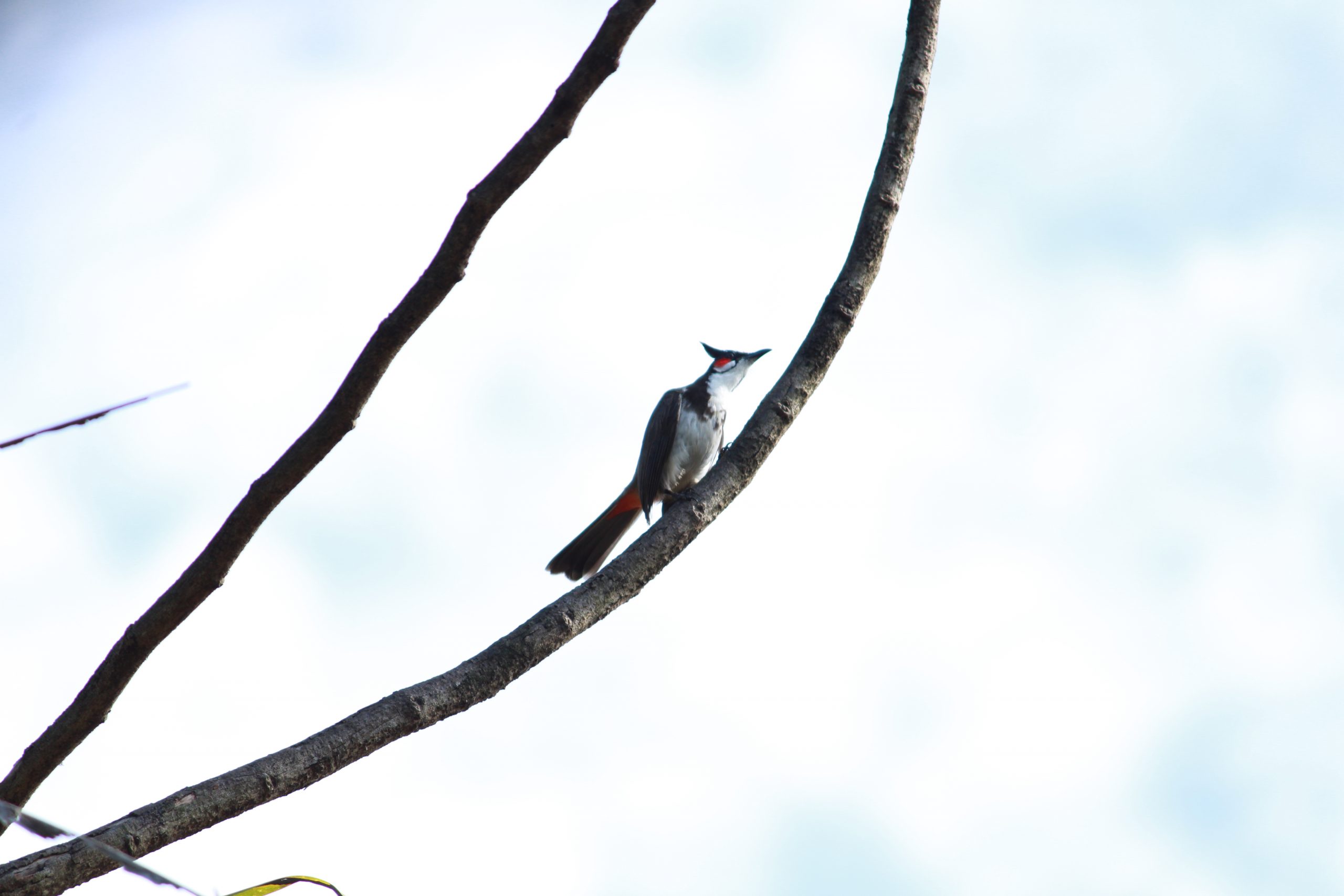 Bird Sitting on tree