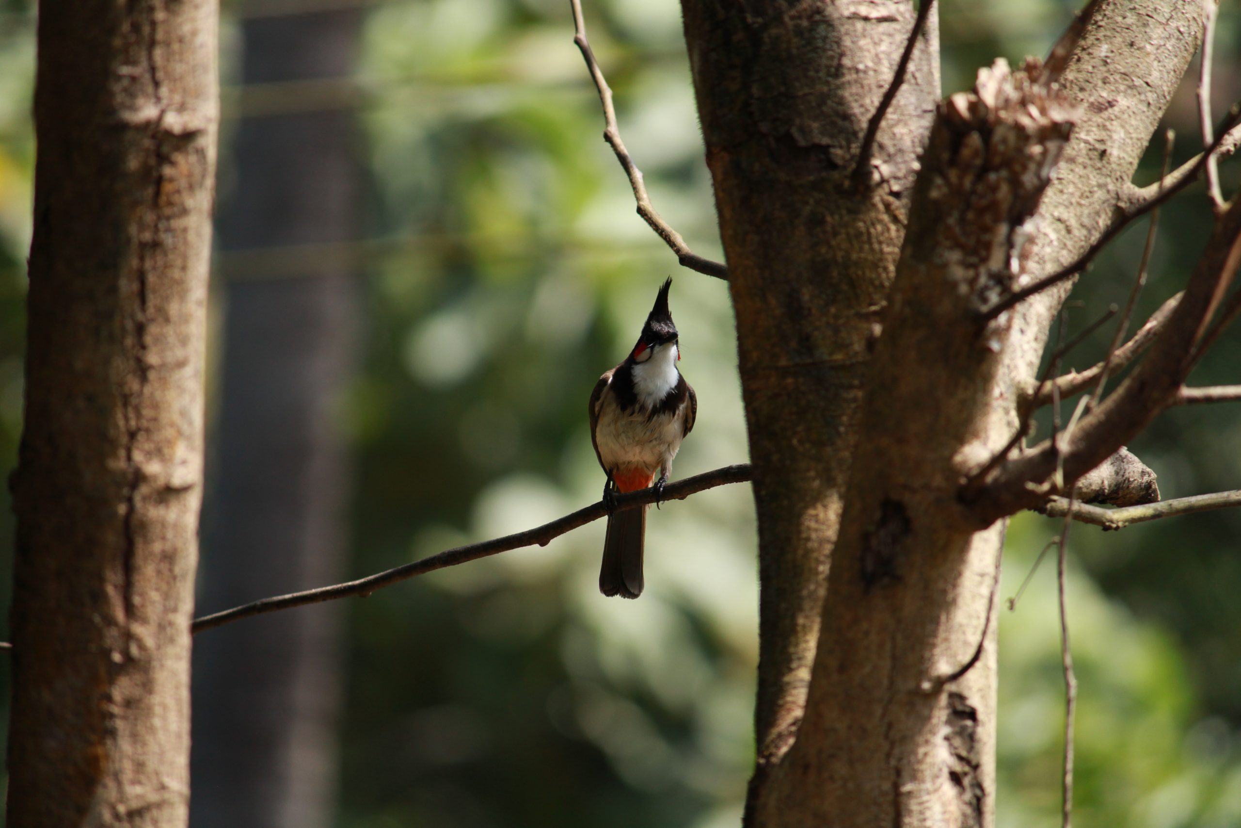 Bird Sitting on tree