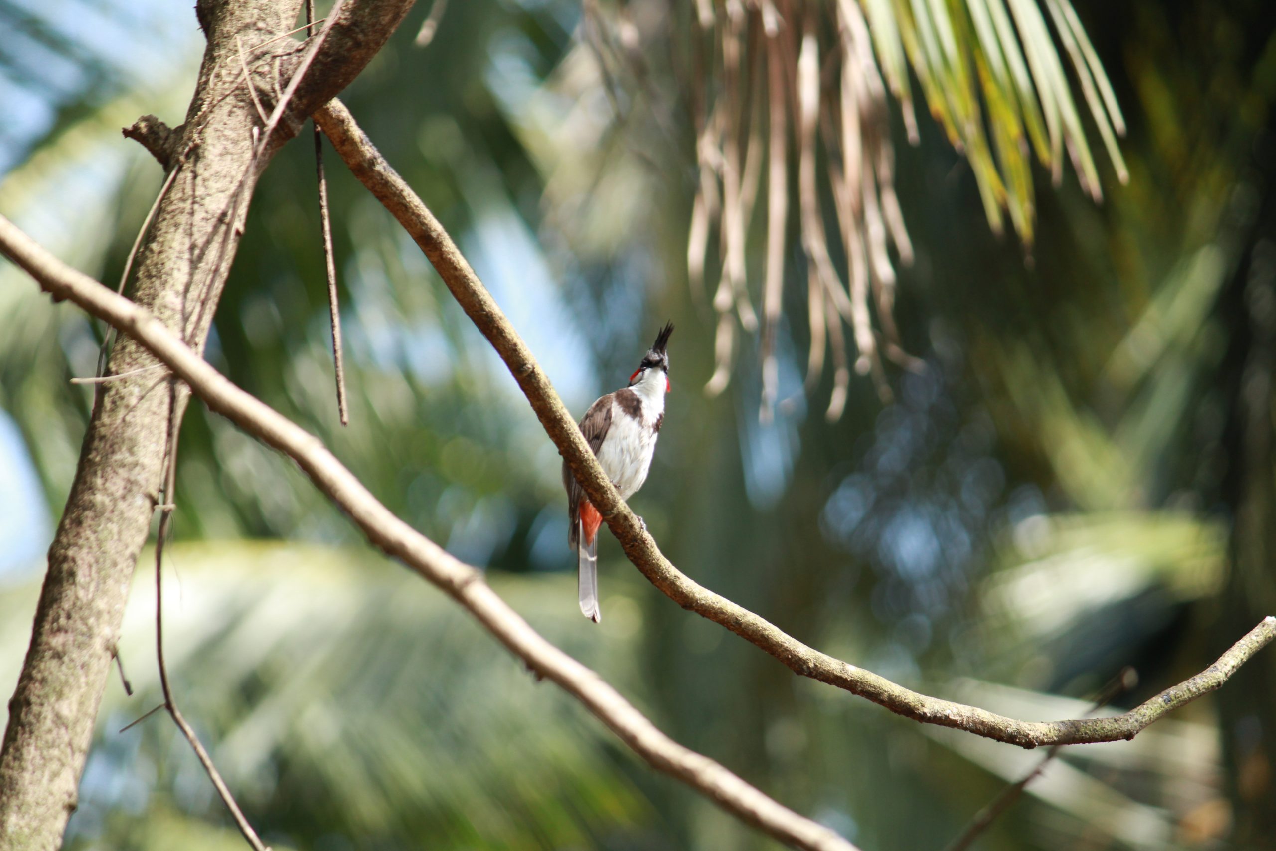 Bird Sitting on tree