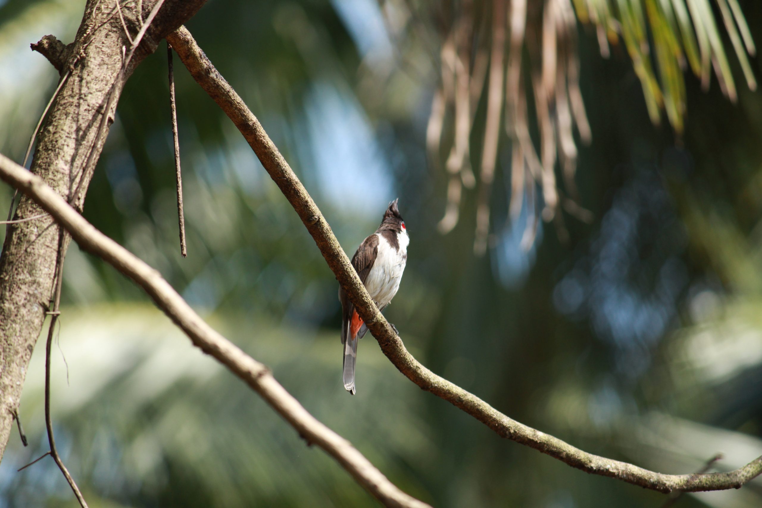 Bird Sitting on tree