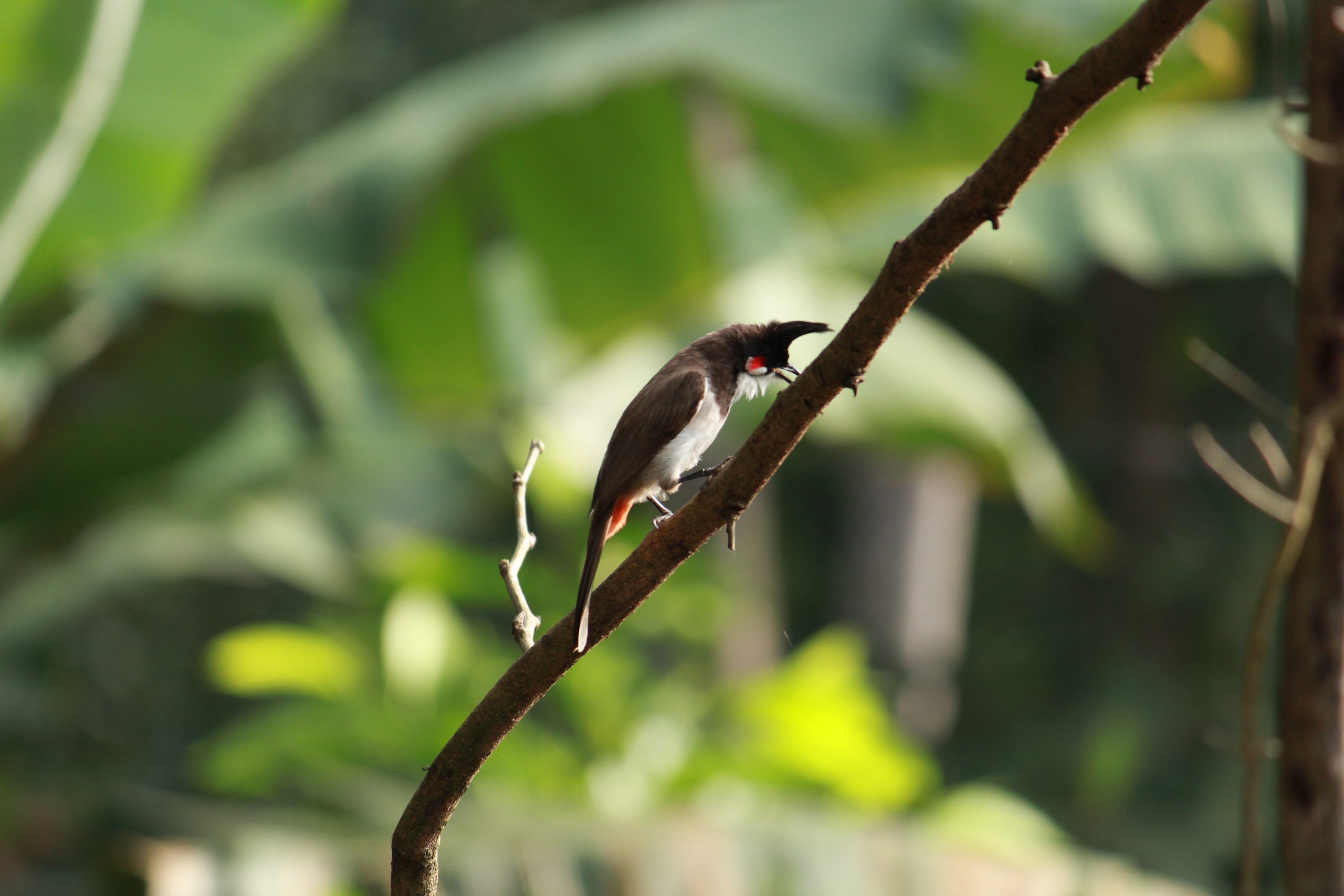 A bird on a tree