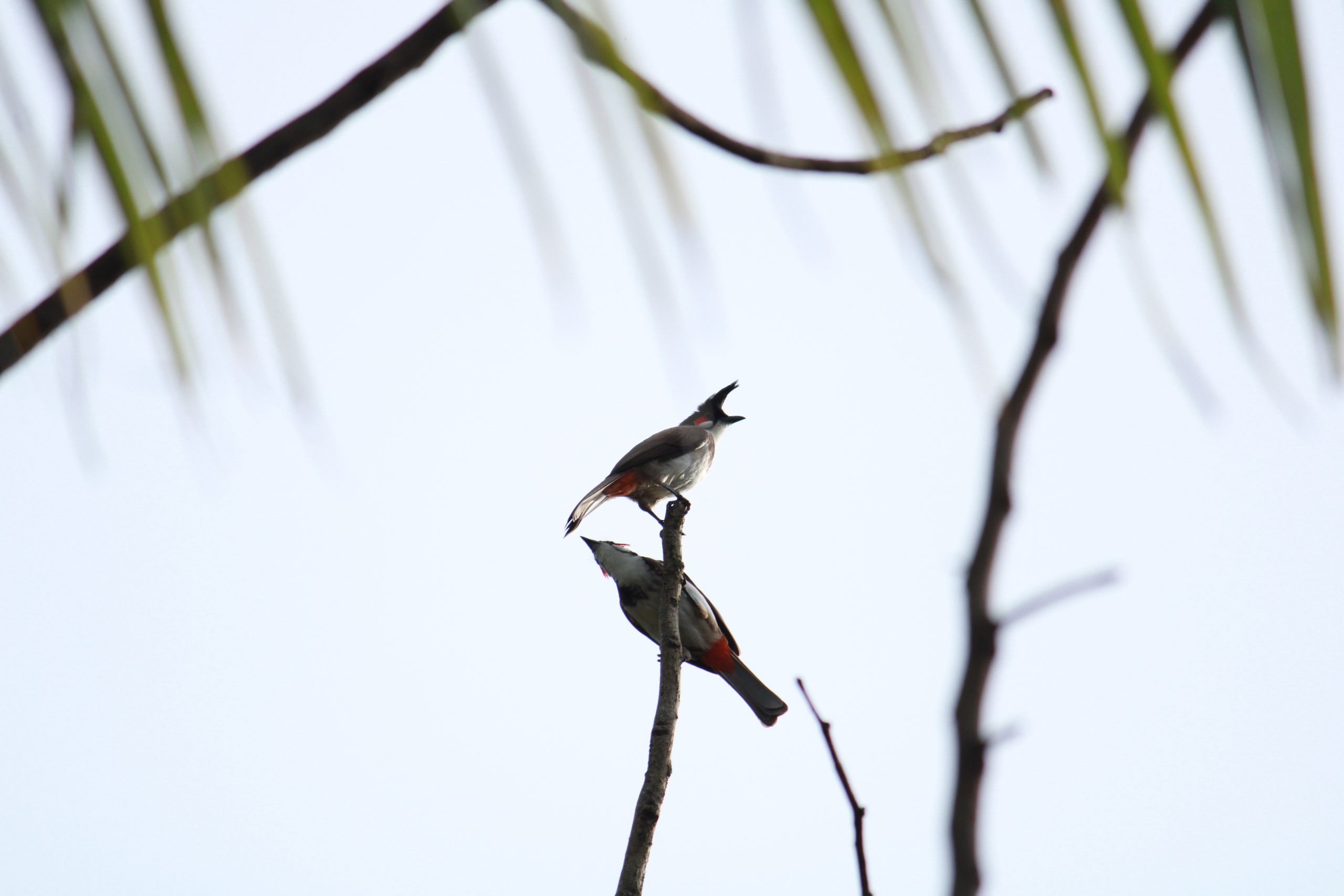 birds on a branch