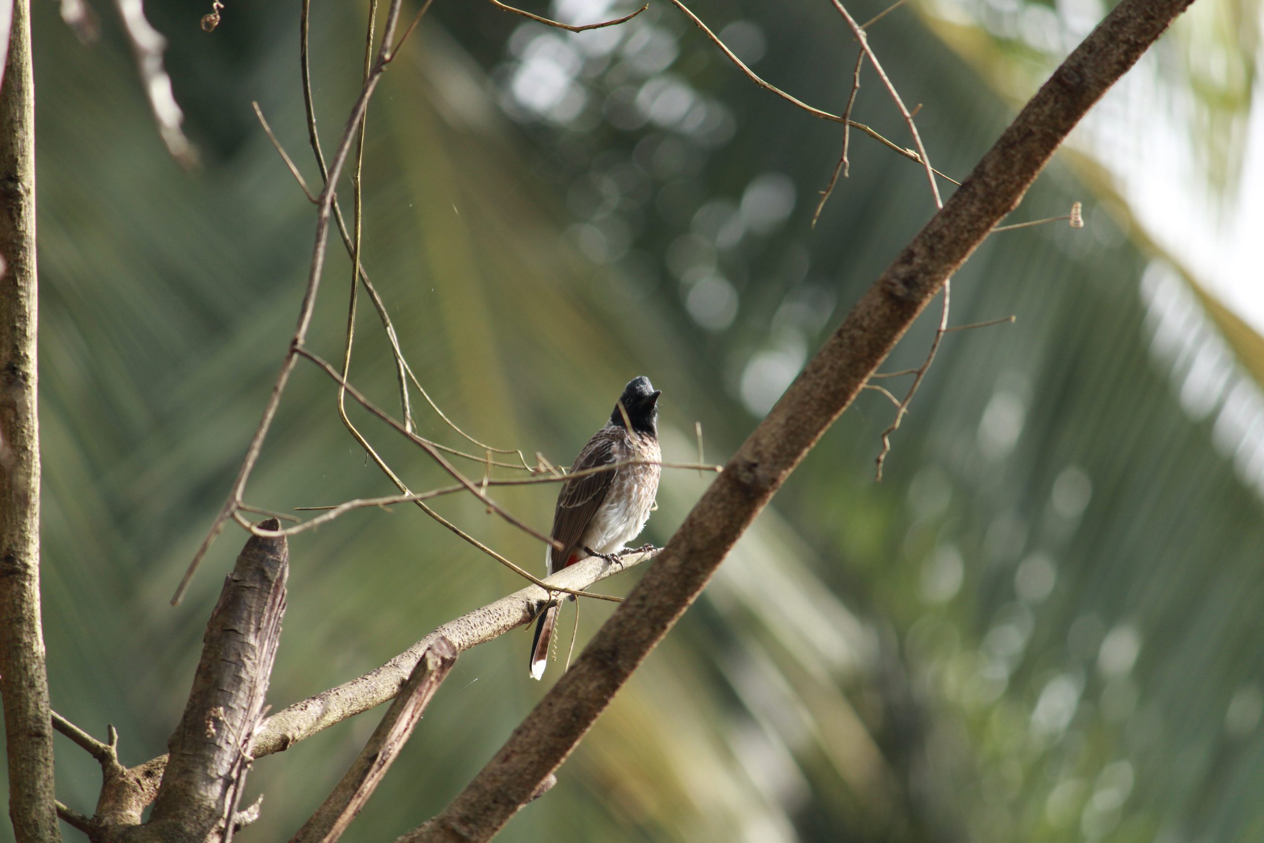 Bird Sitting on tree