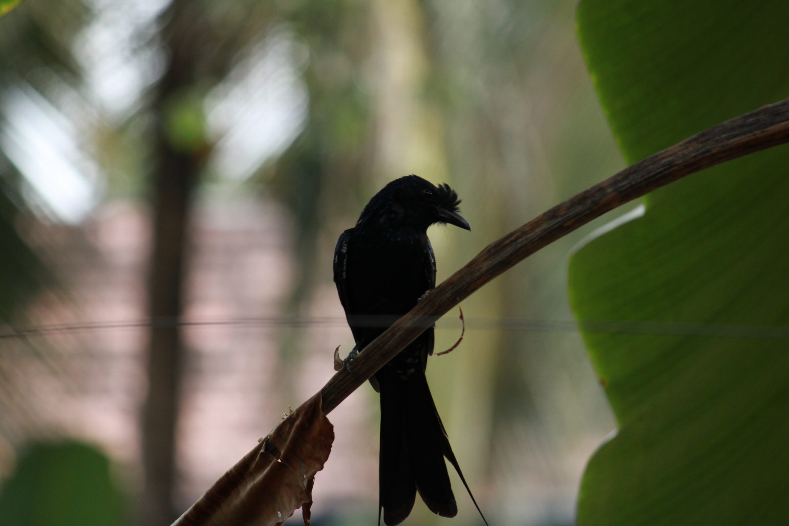 birds on a branch