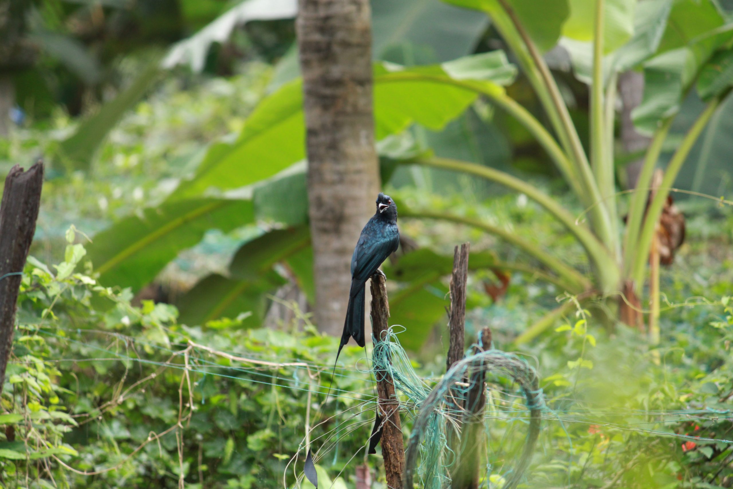 Bird Sitting on tree