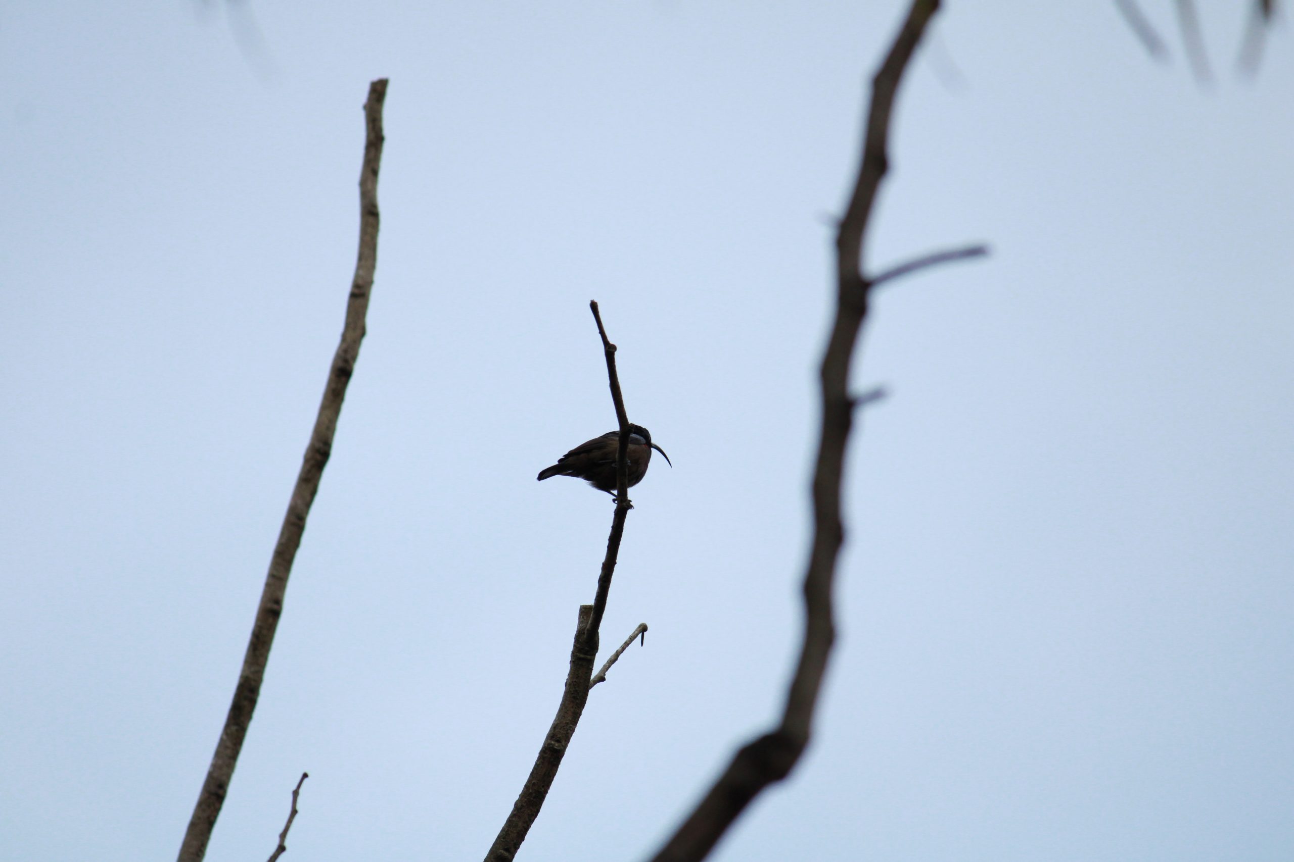 Bird Sitting on tree