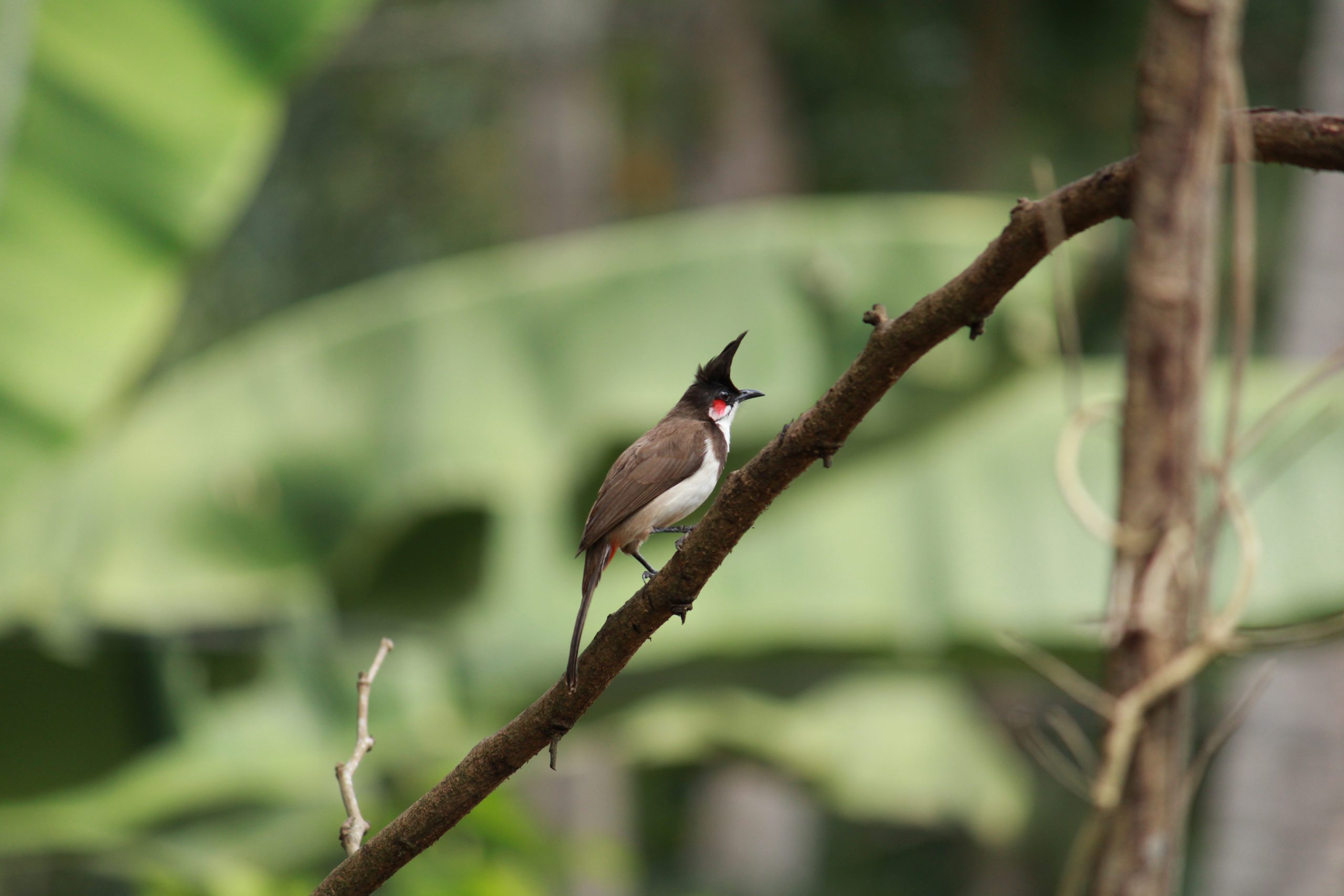 Bird Sitting on tree