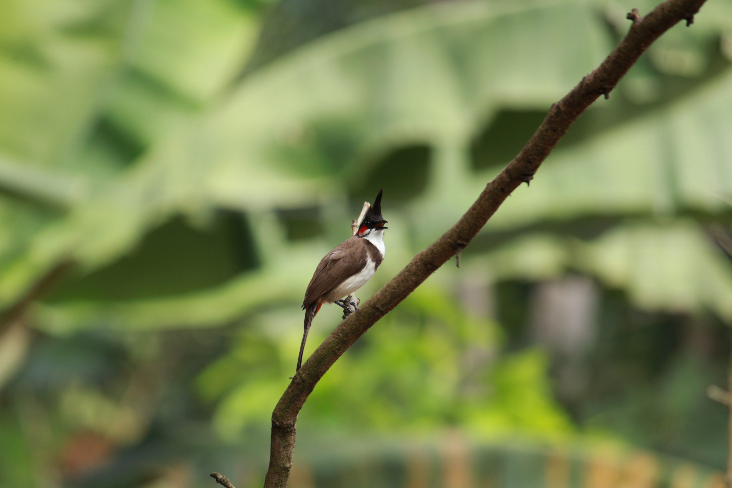 Bird Sitting on tree