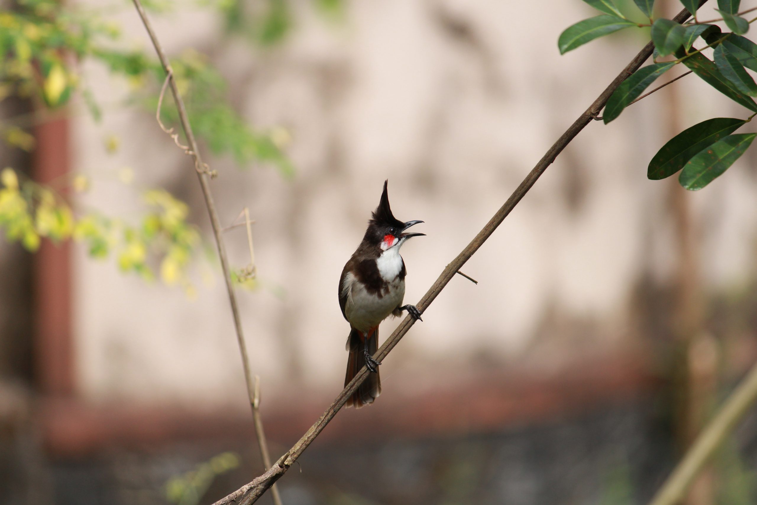 Bird Sitting on tree