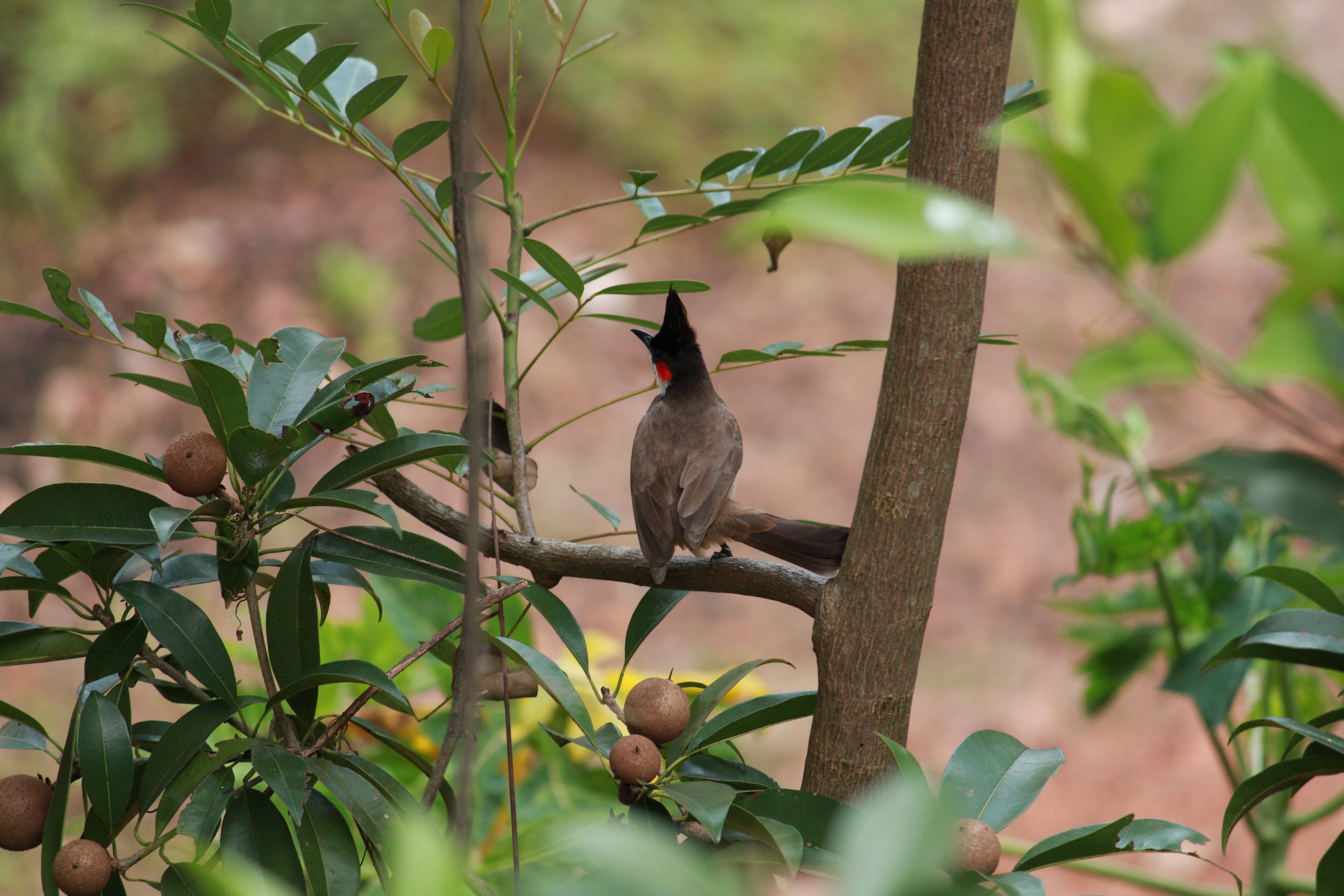 bird on a branch