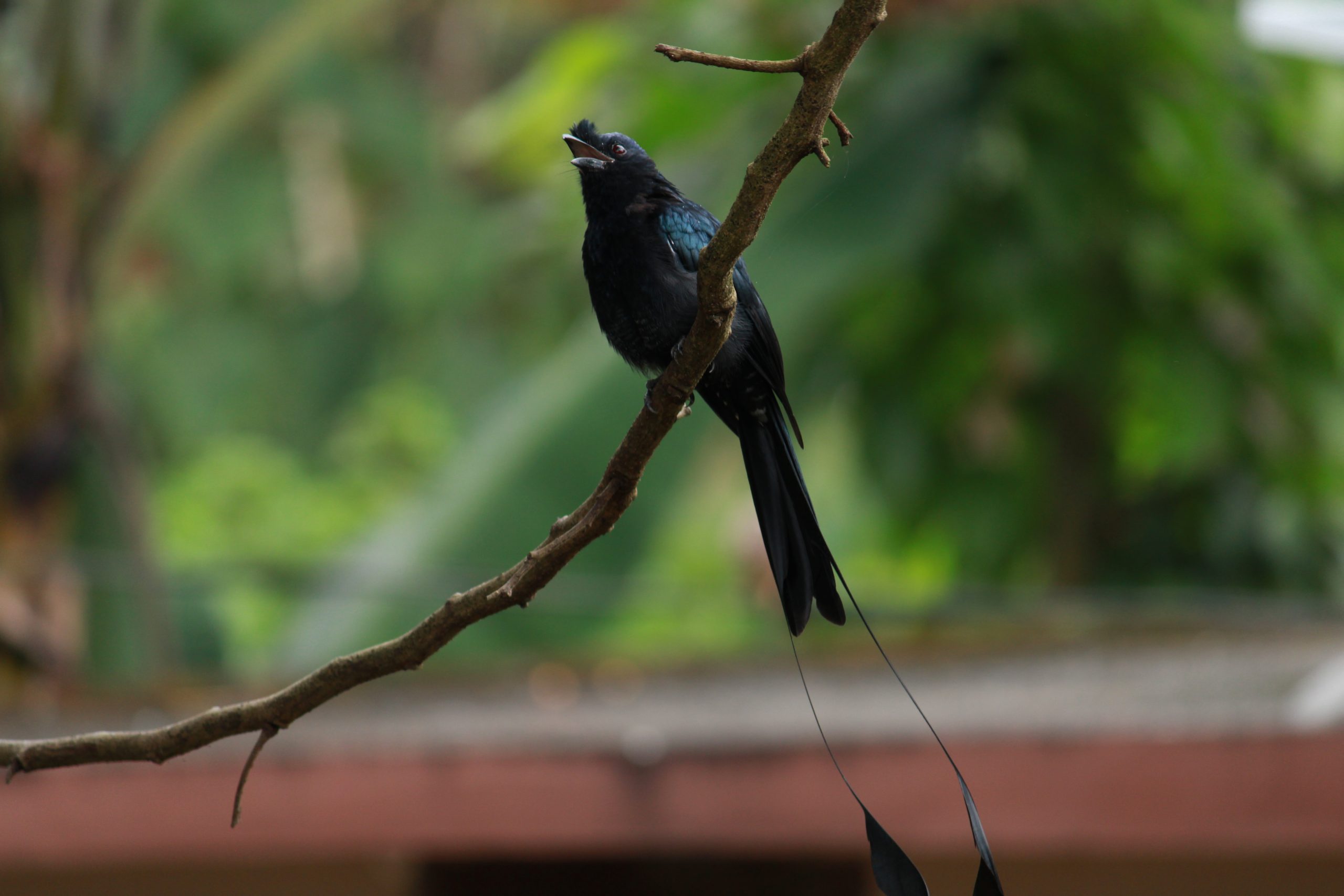 Bird Sitting on tree