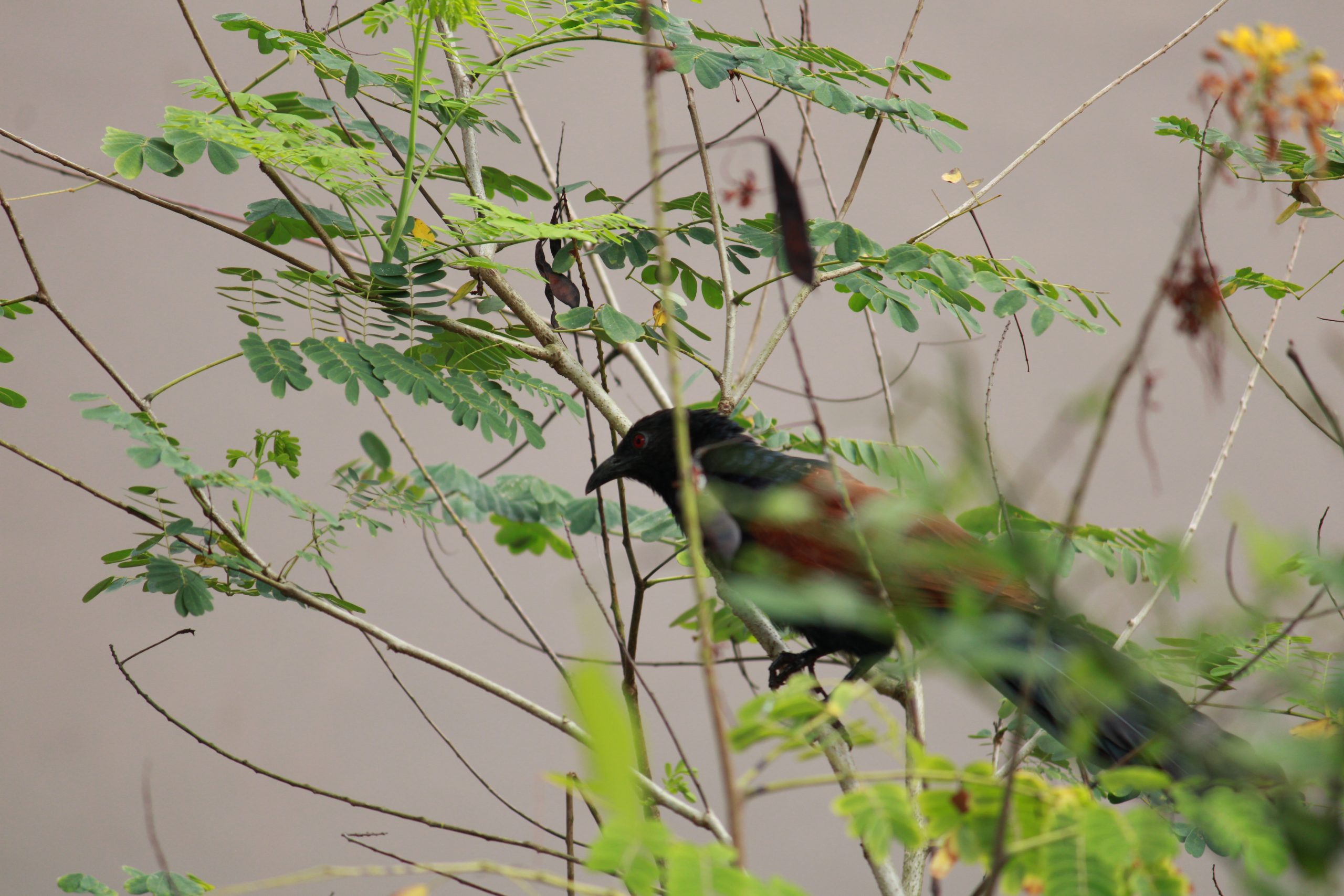 Bird Sitting on tree