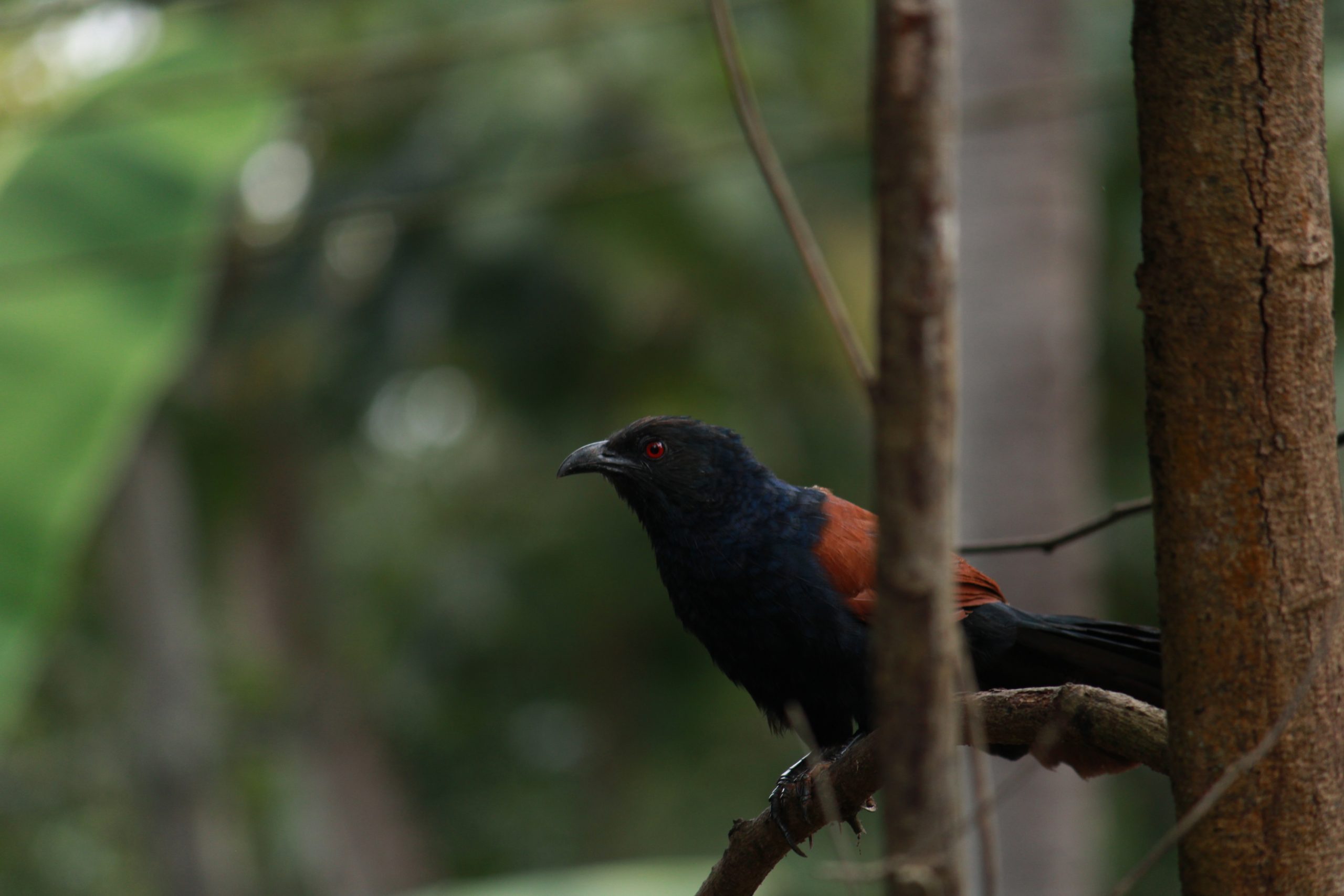 Bird Sitting on tree