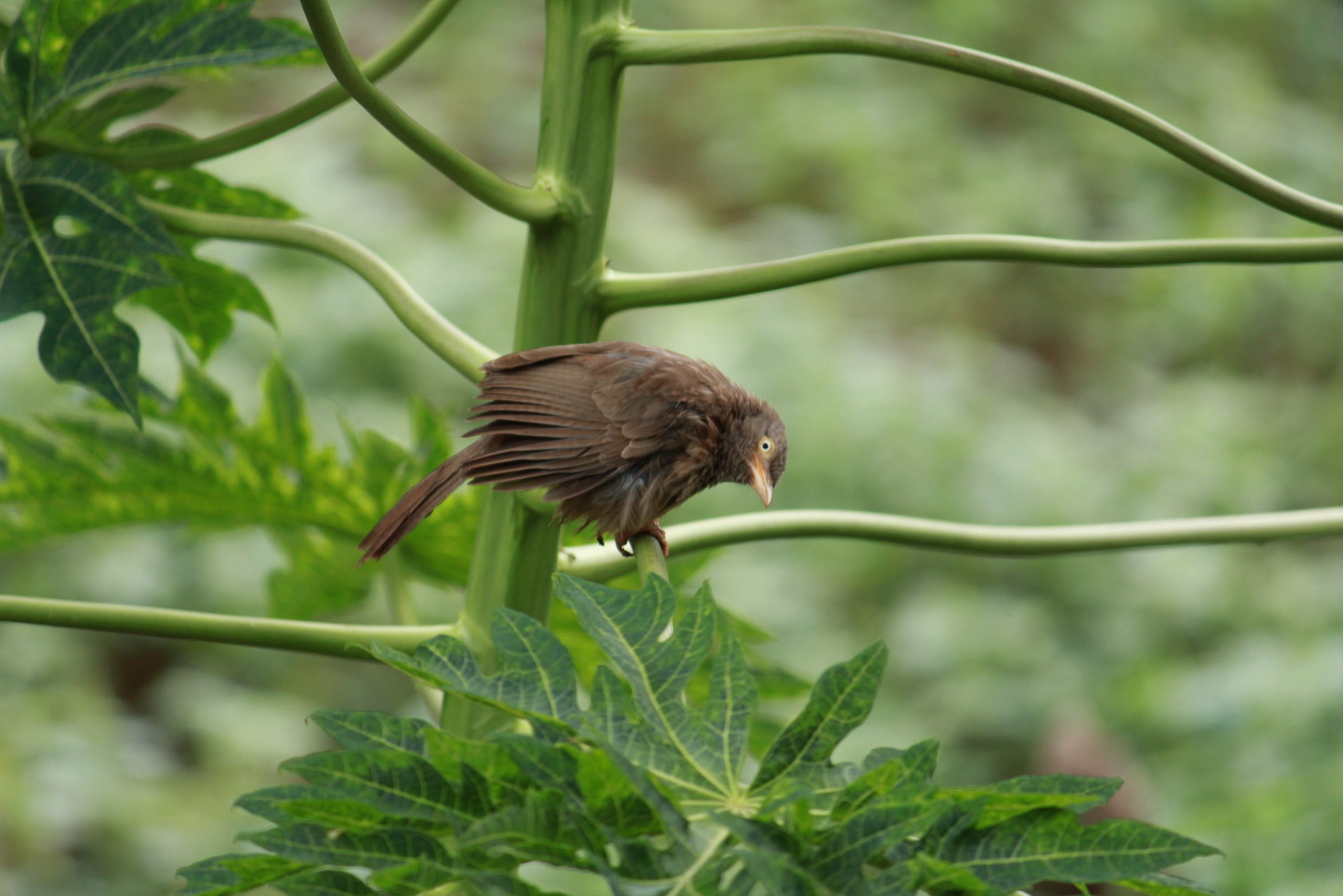 Bird Sitting on tree