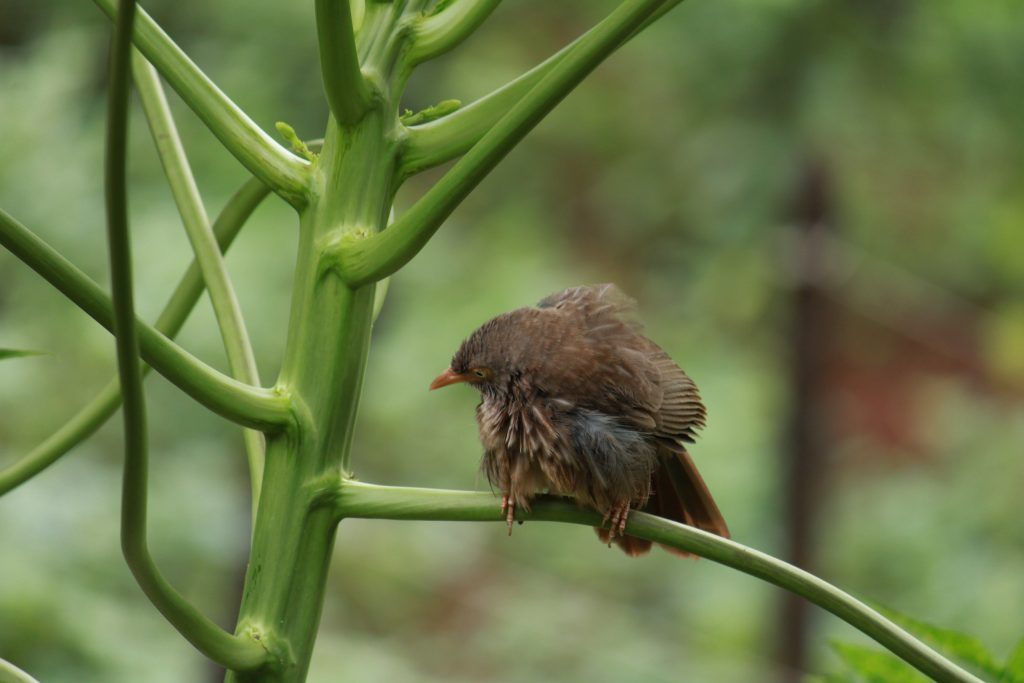 A bird sitting on a tree. PixaHive