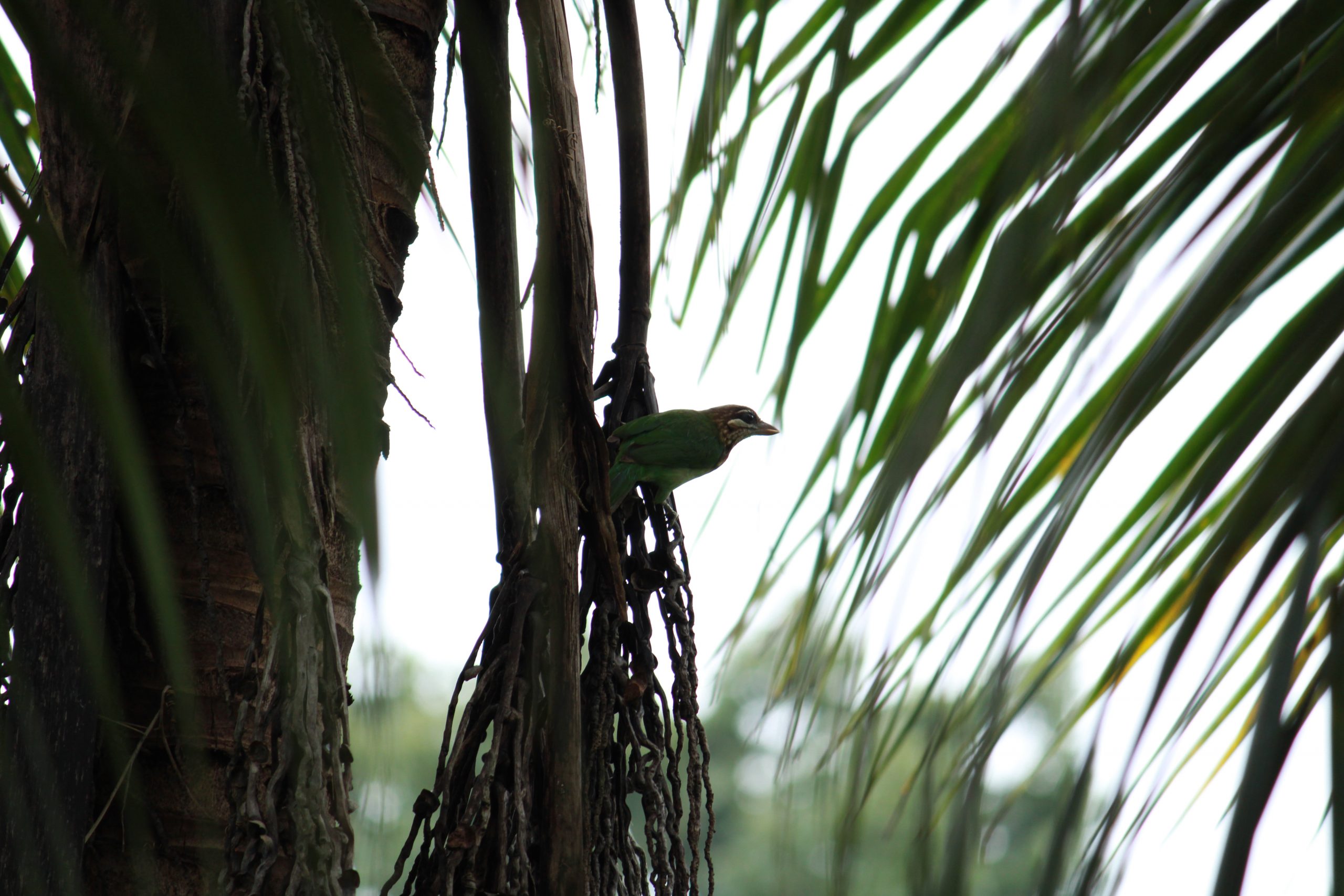 Bird Sitting on tree