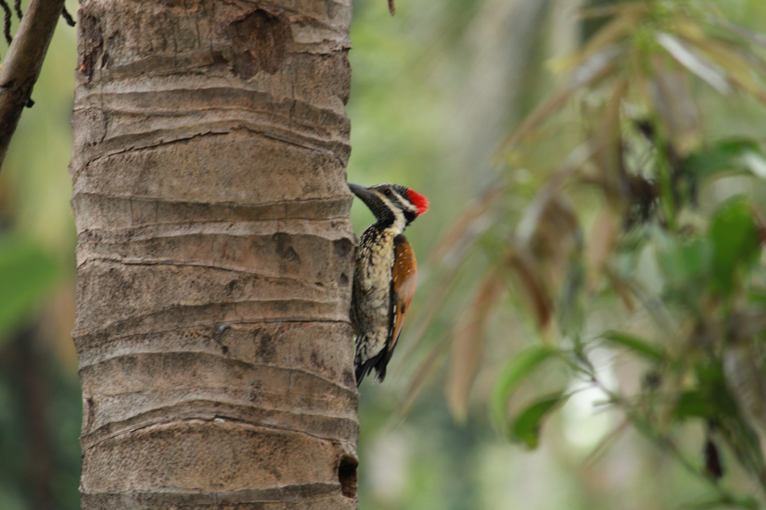 Bird Sitting on tree