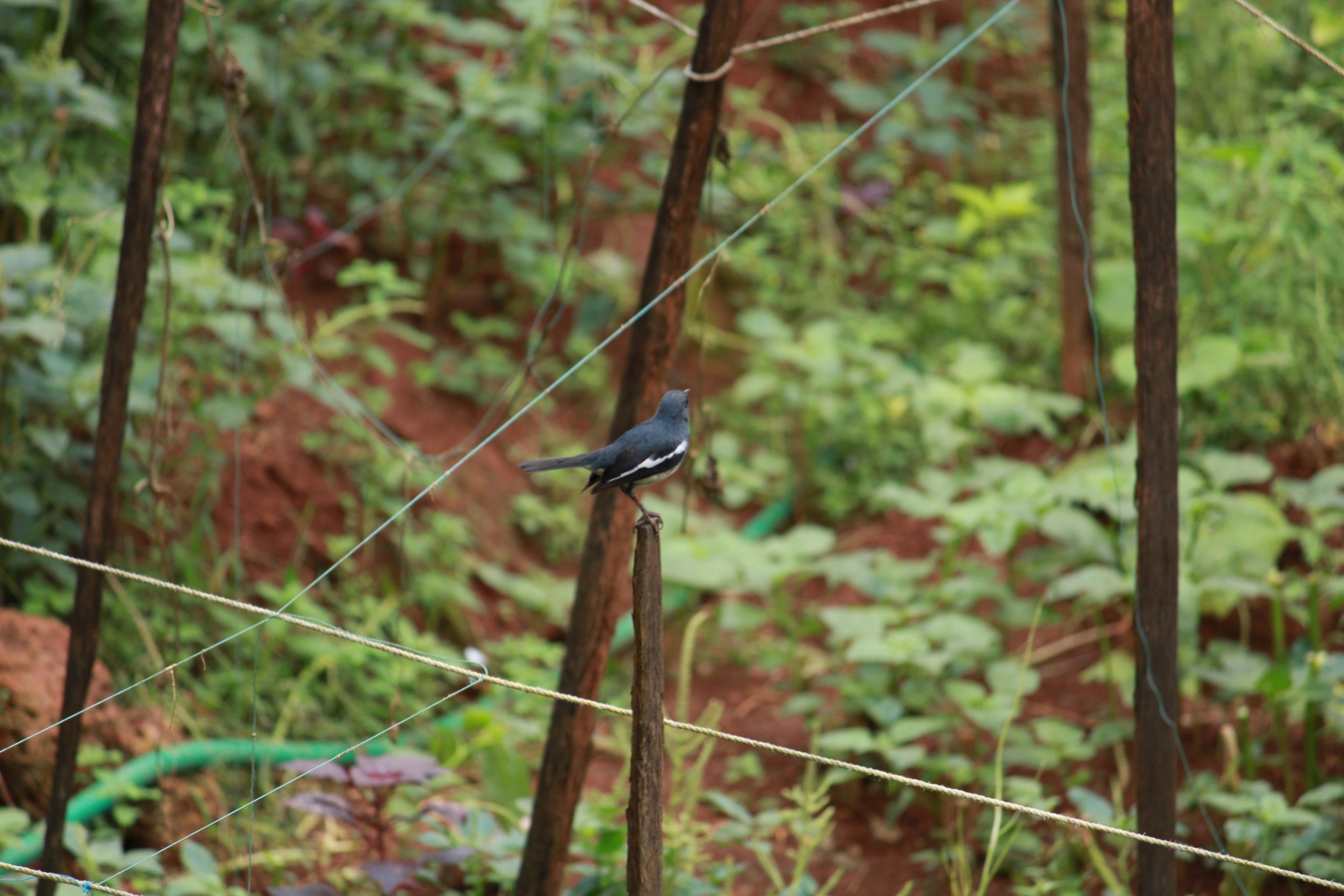 Bird sitting on wood