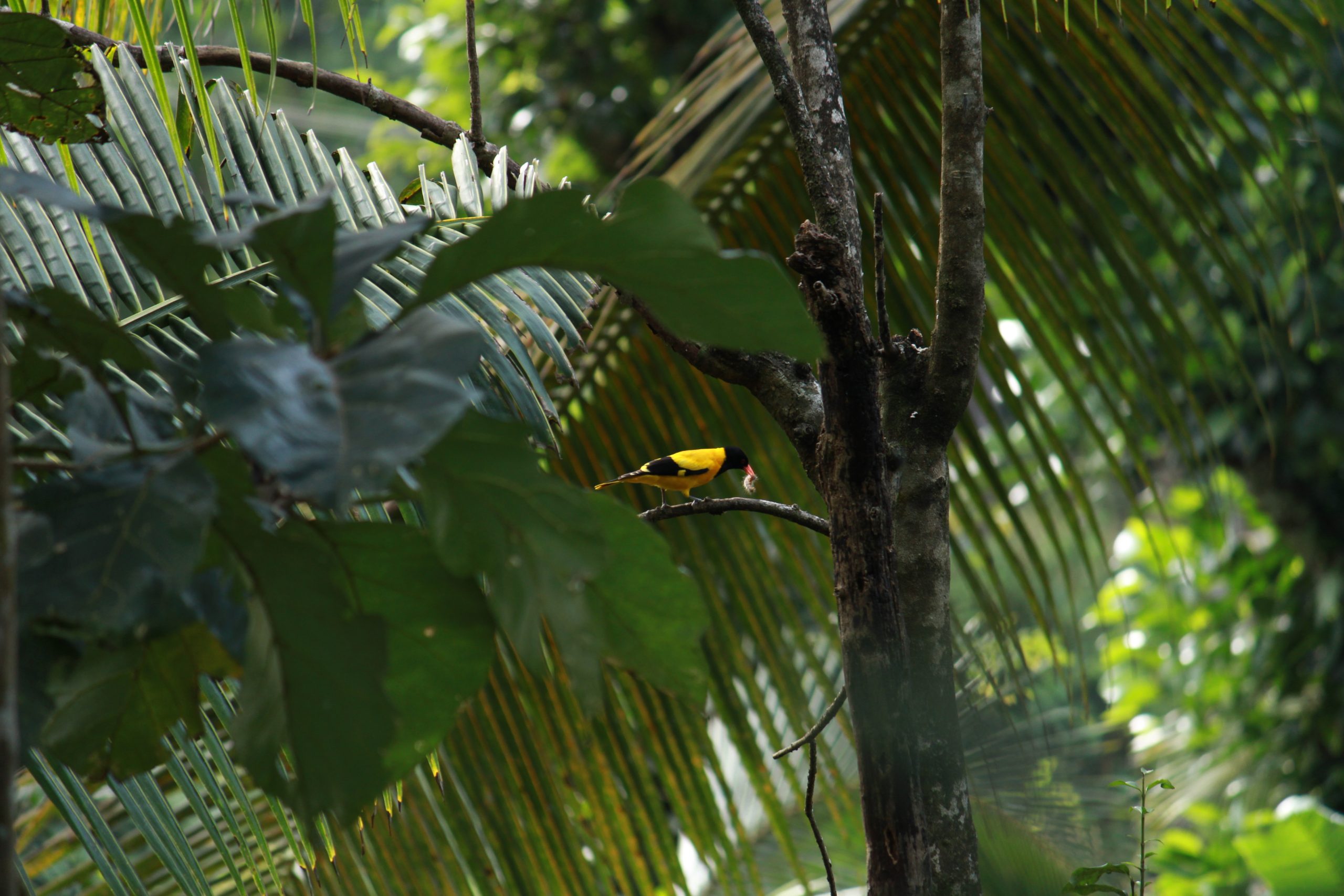 bird on a branch