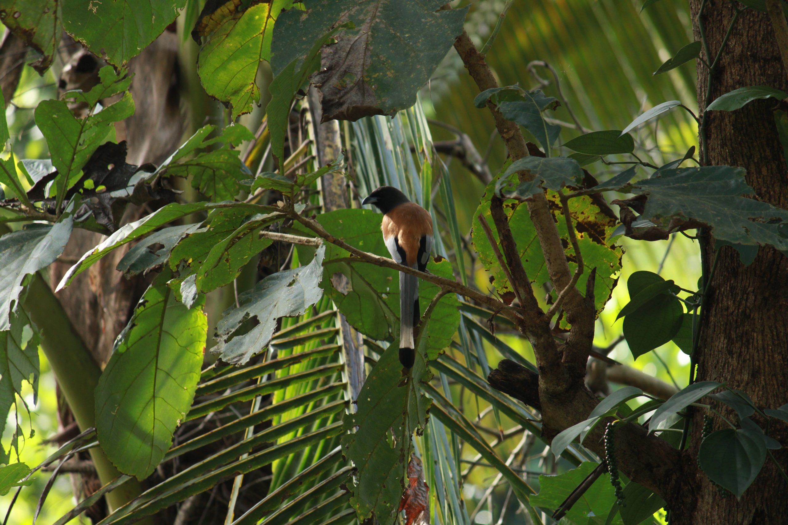 Bird Sitting on tree