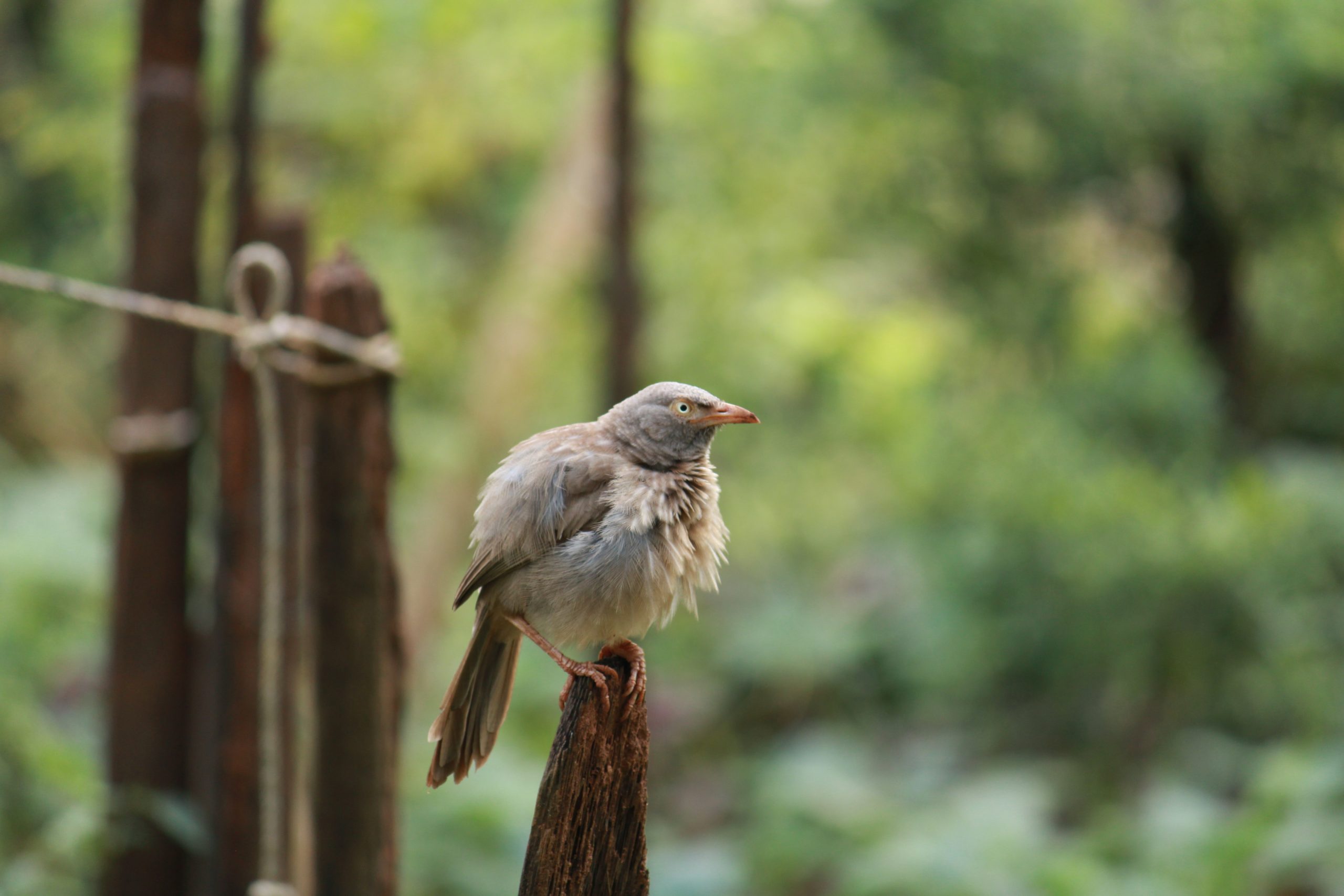 Bird sitting on wood