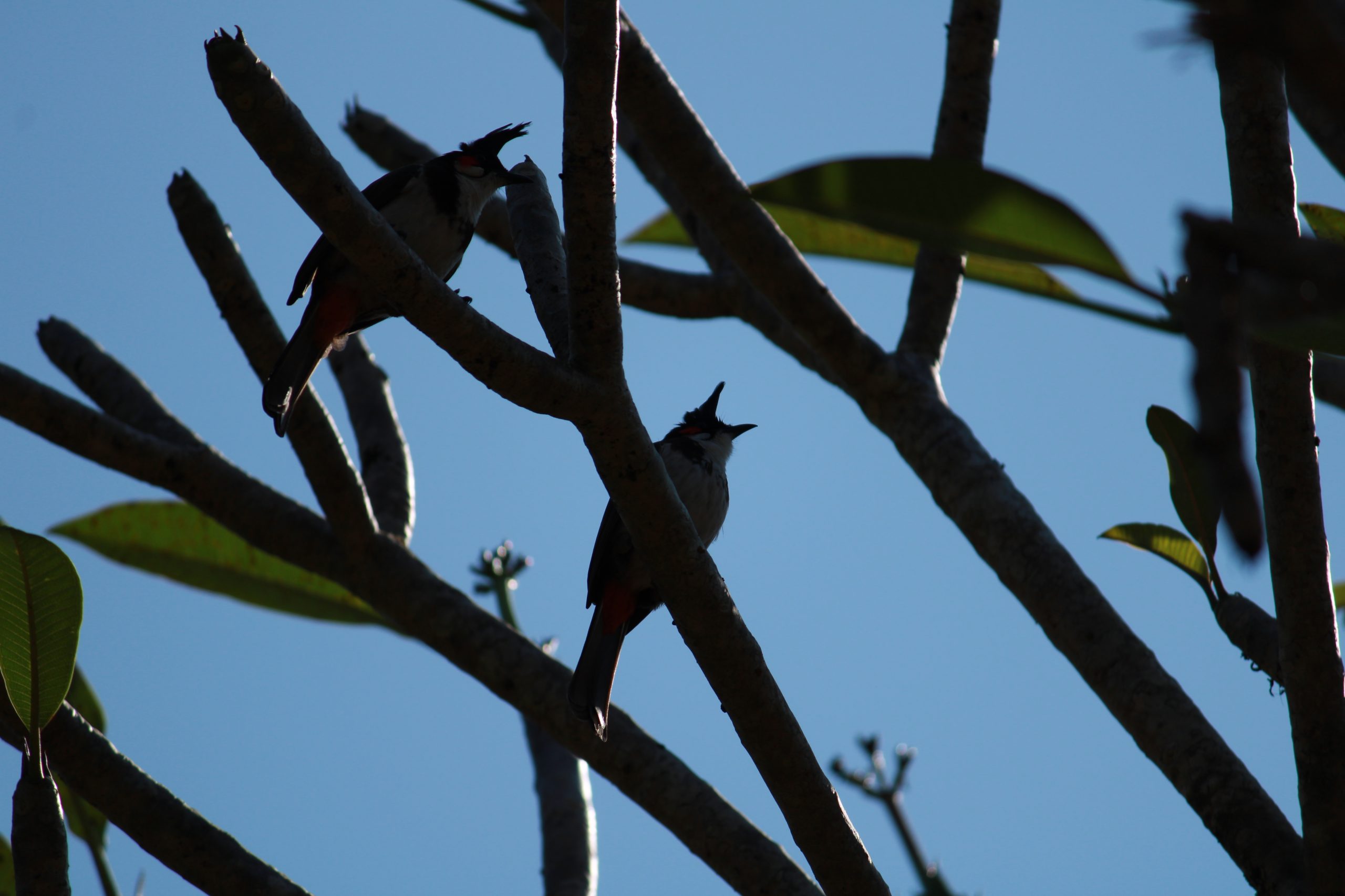 Birds sitting on tree