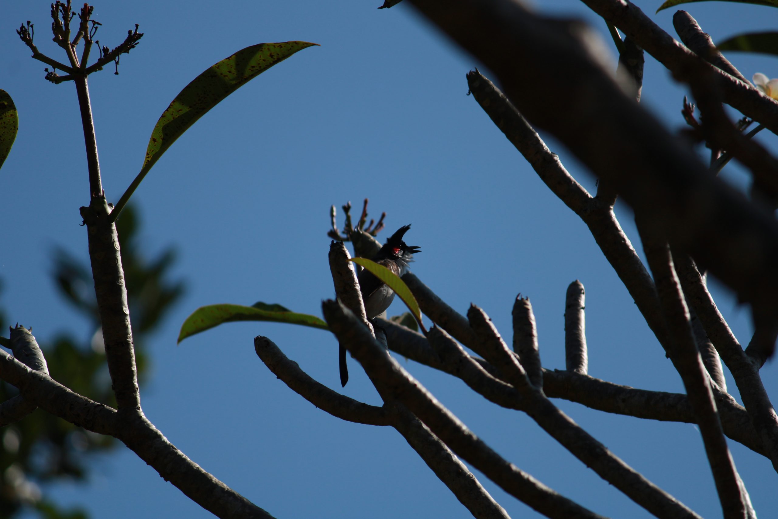 Bird Sitting on tree