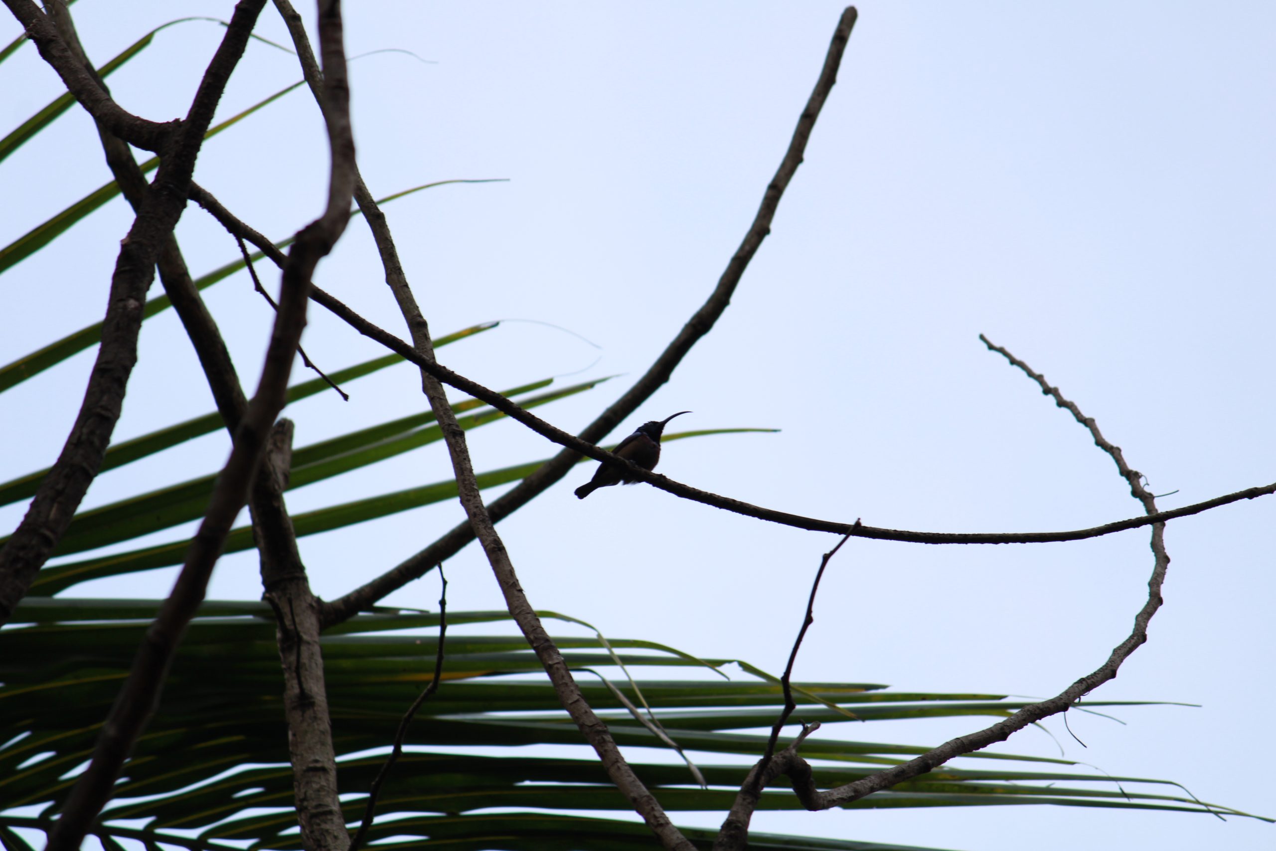 Birds sitting on tree