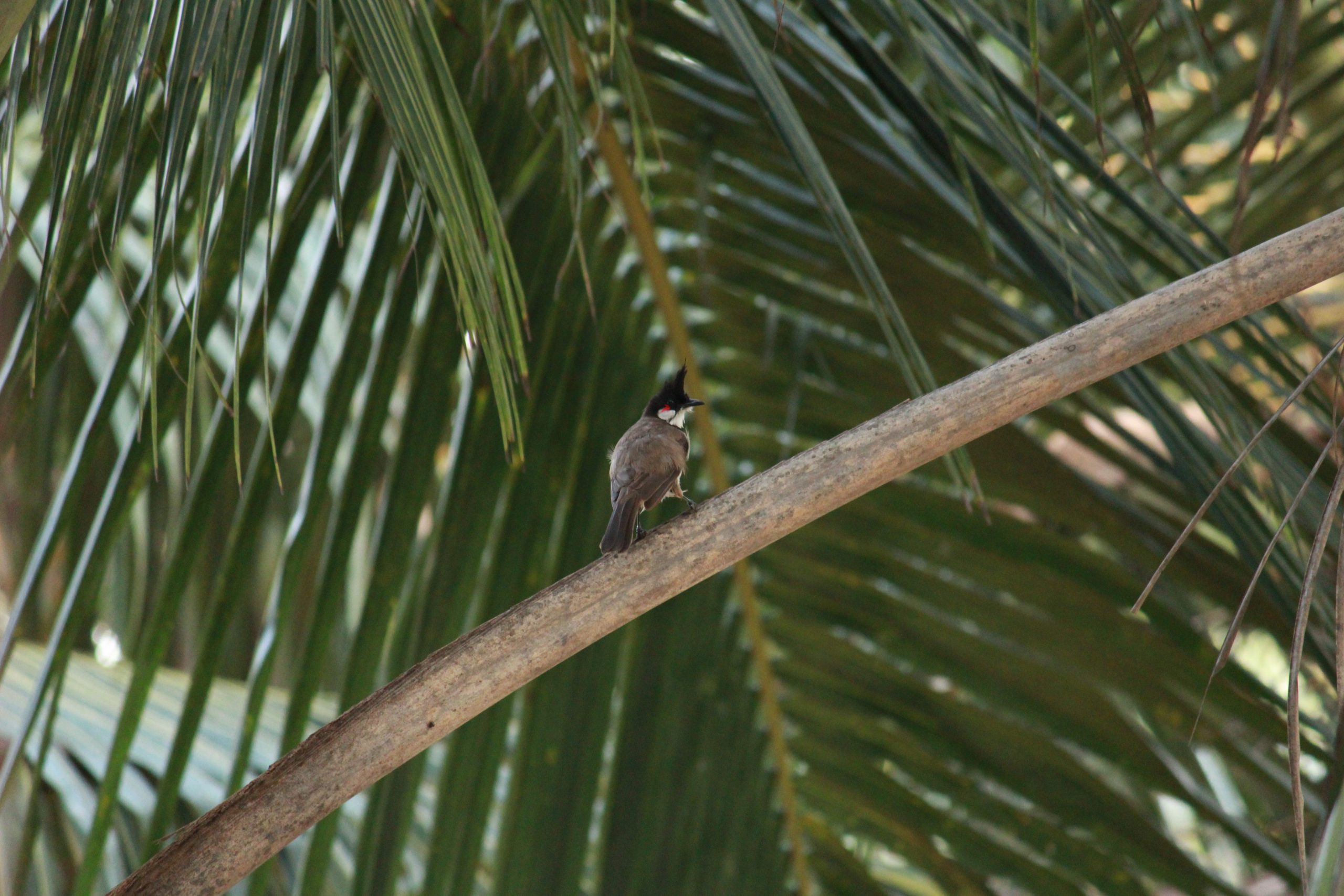 A bird sitting on a tree