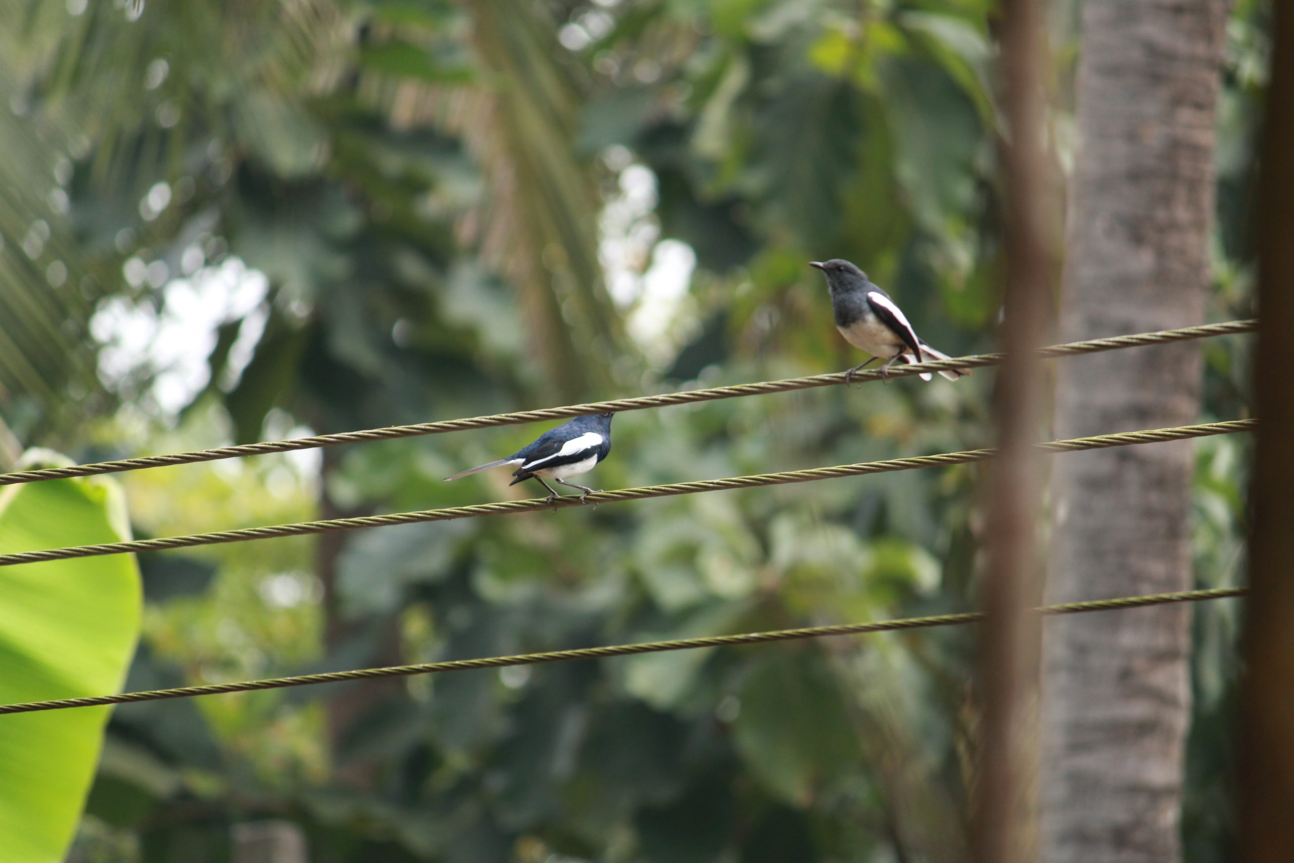 birds on an electric line