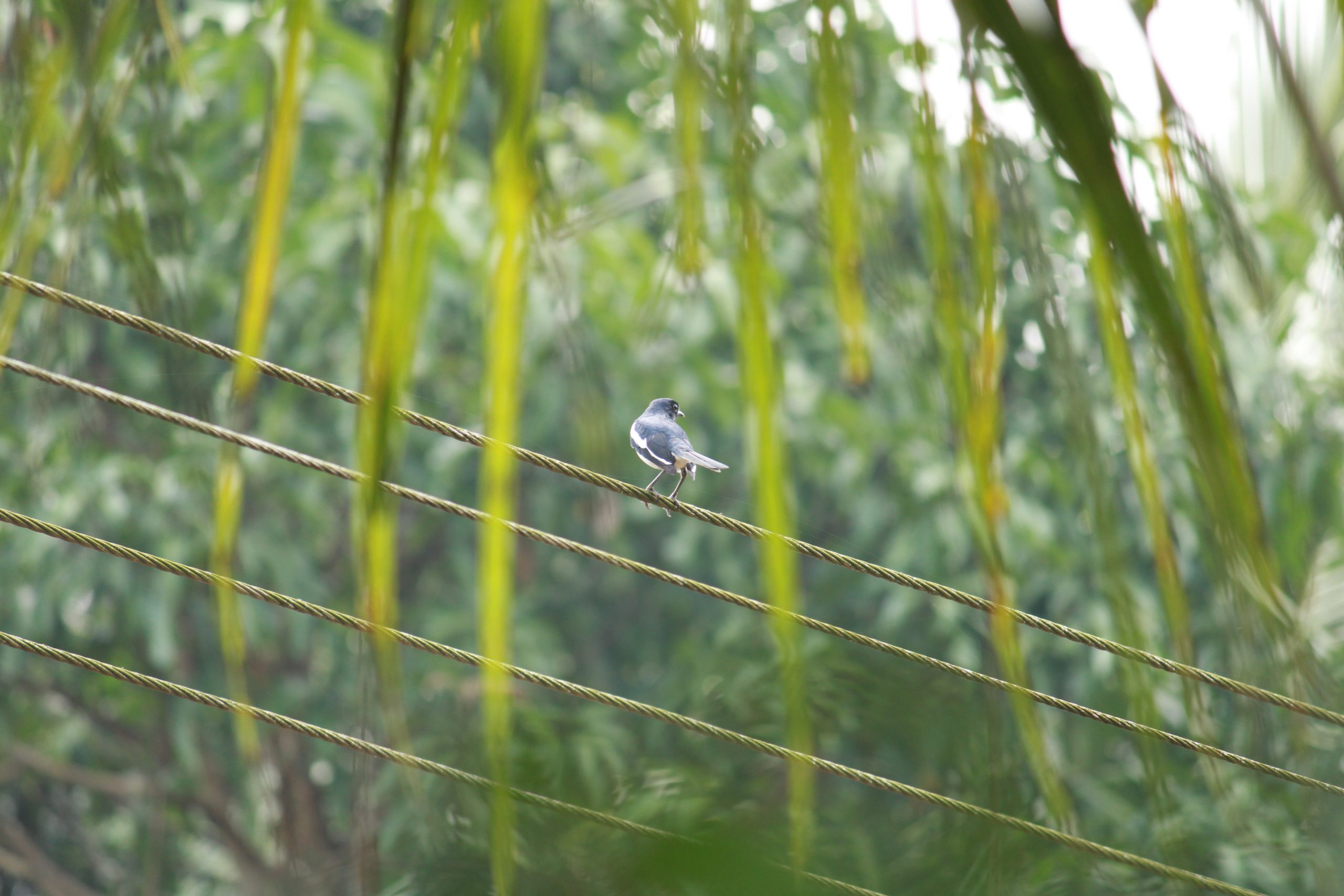 Bird Sitting on Electrical Wire