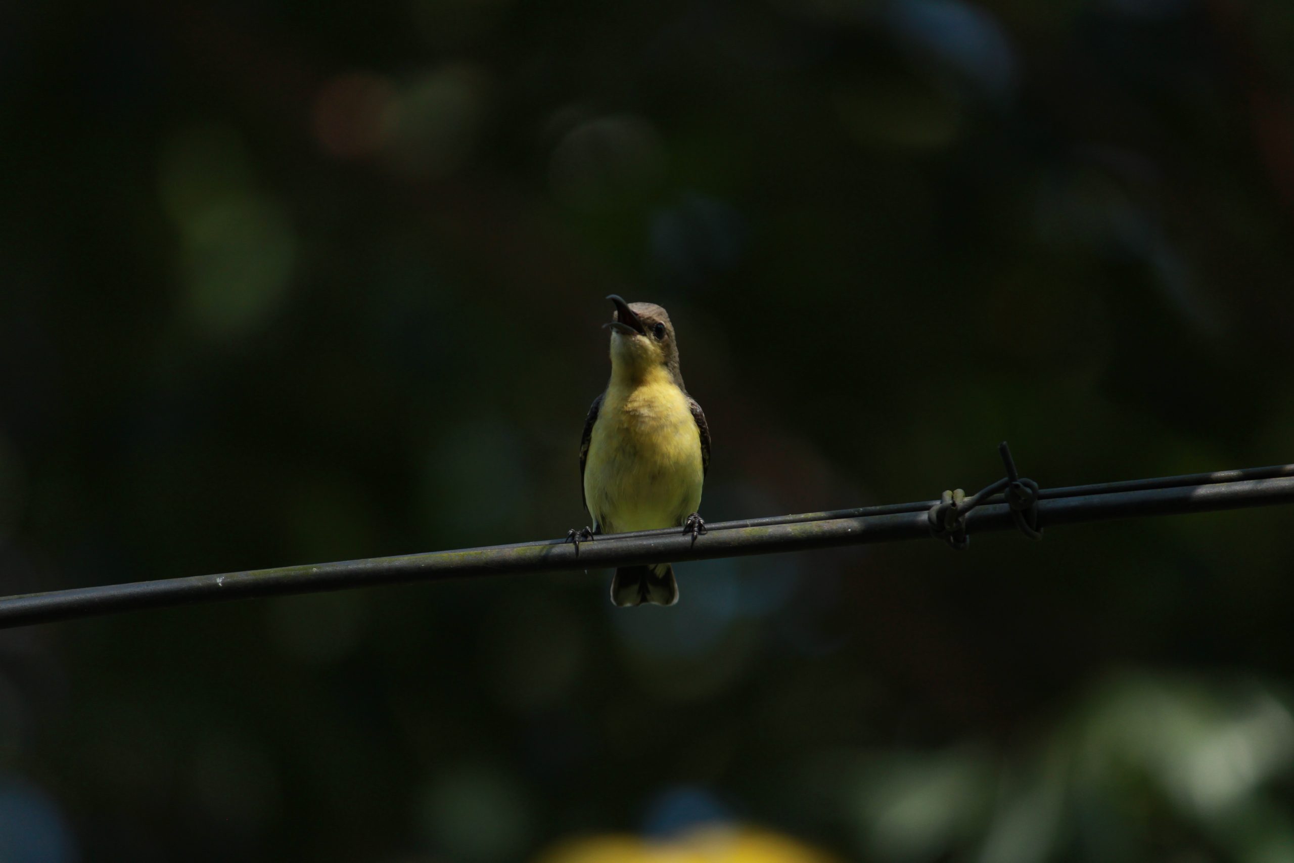 Bird Sitting on Wire