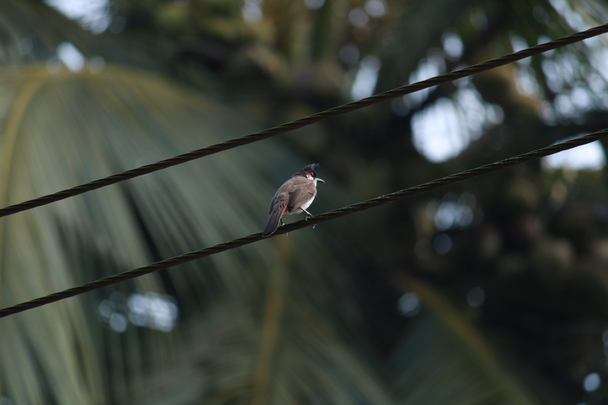 A bird on electric wire