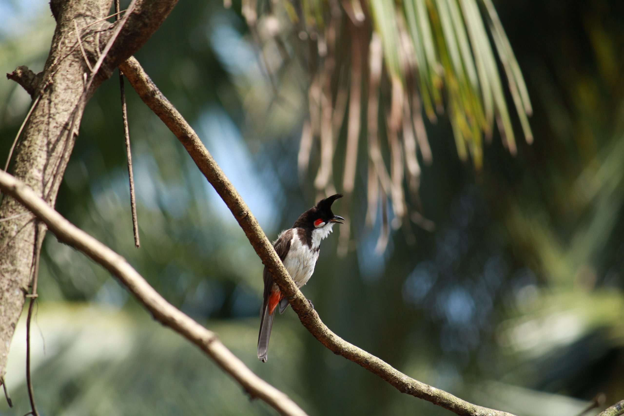 A bird sitting on tree