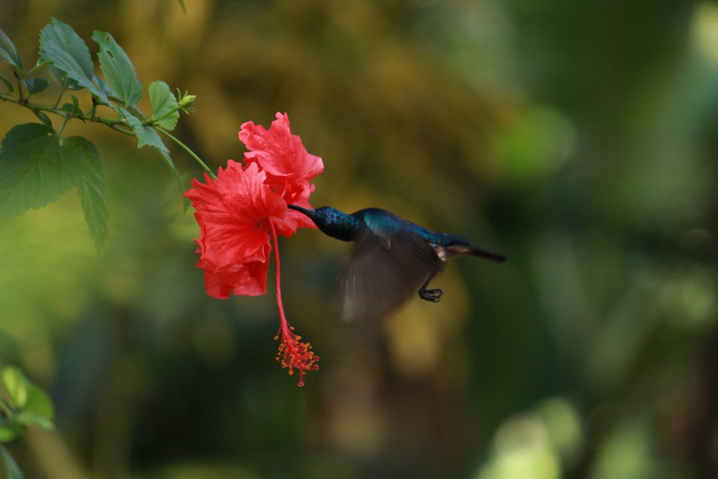 A bird sucking honey from a flower. PixaHive