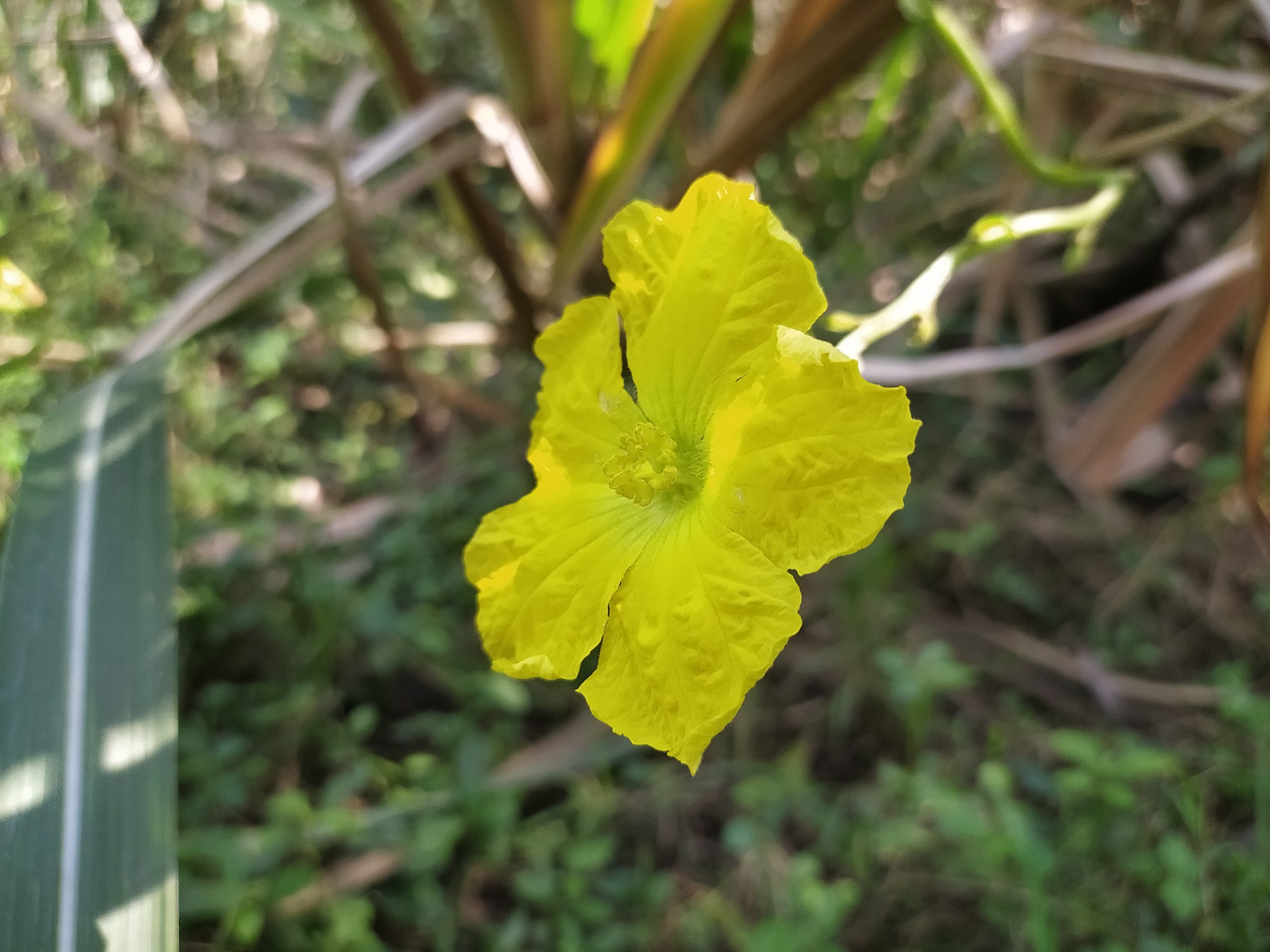 yellow flower